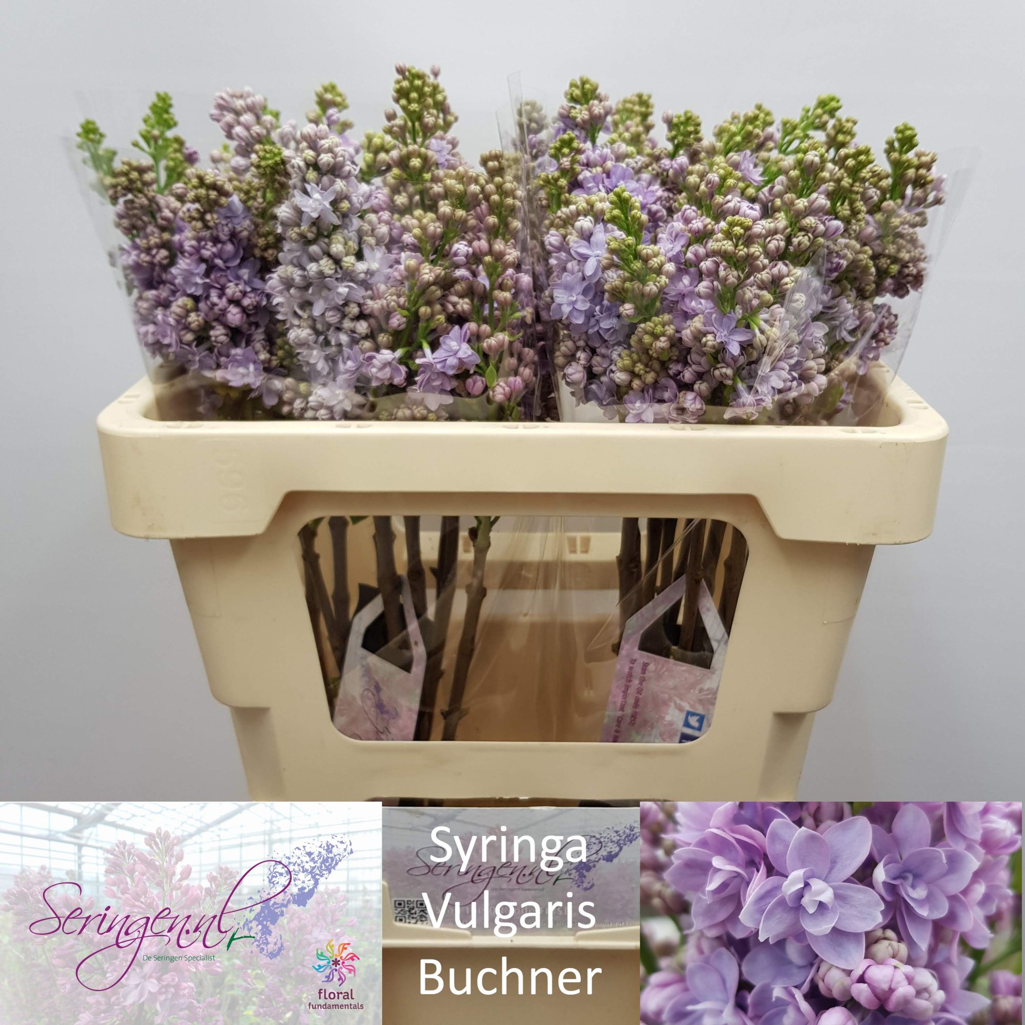 Сирень Мишел Бухнер 50 (лаванд.), шт.