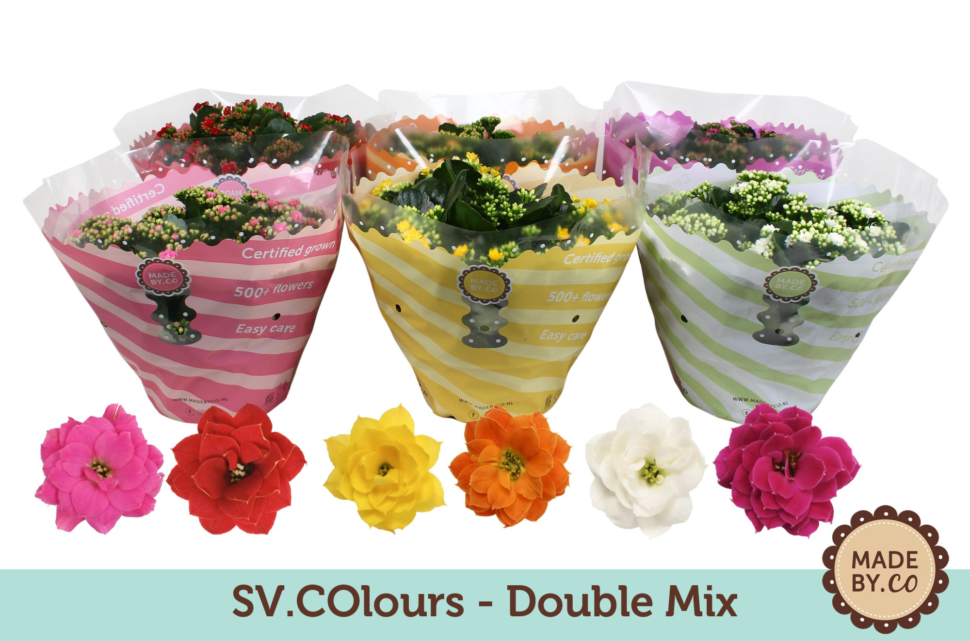 Kalanchoë Double Mix in SV.COloursleeve, D 23