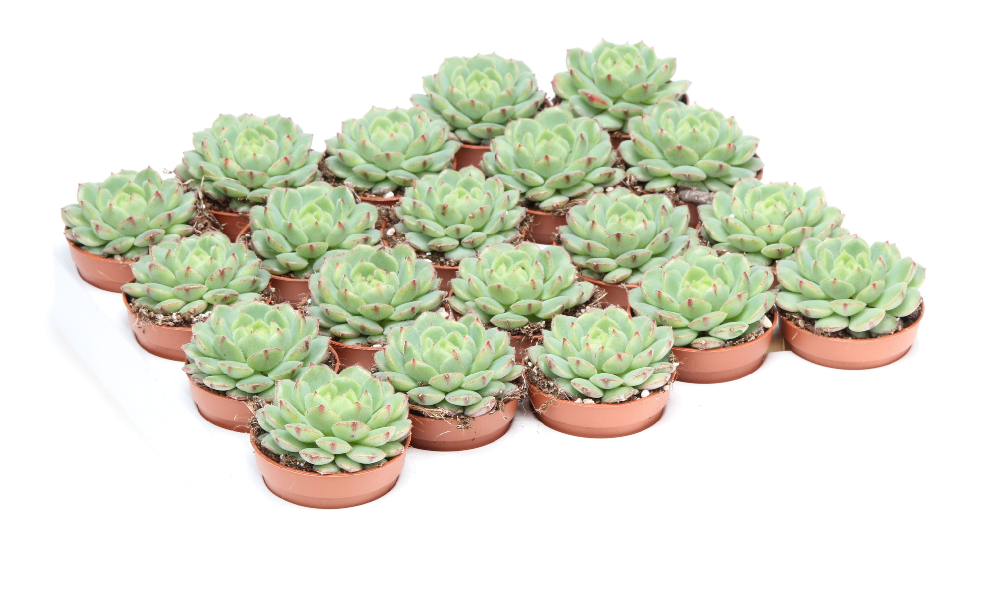 Echeveria derenbergii, D 5,5