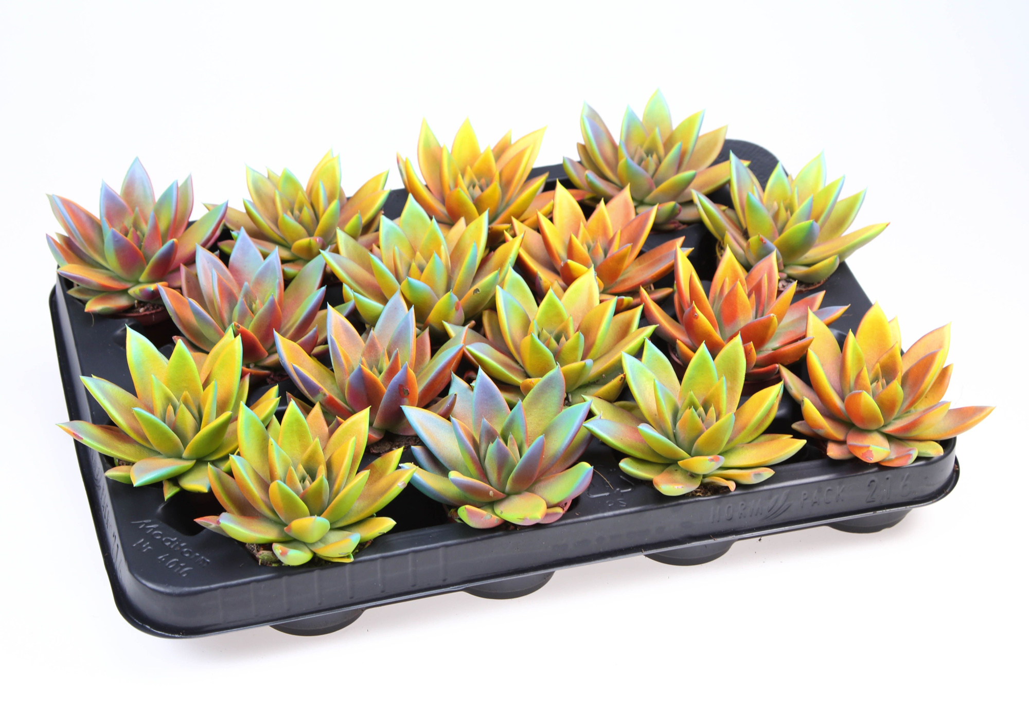 Miranda chameleon special, D 6