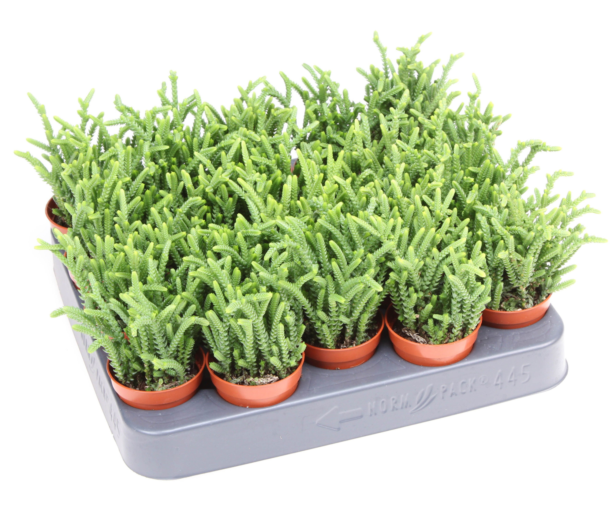 Crassula lucopoides, D 5,5