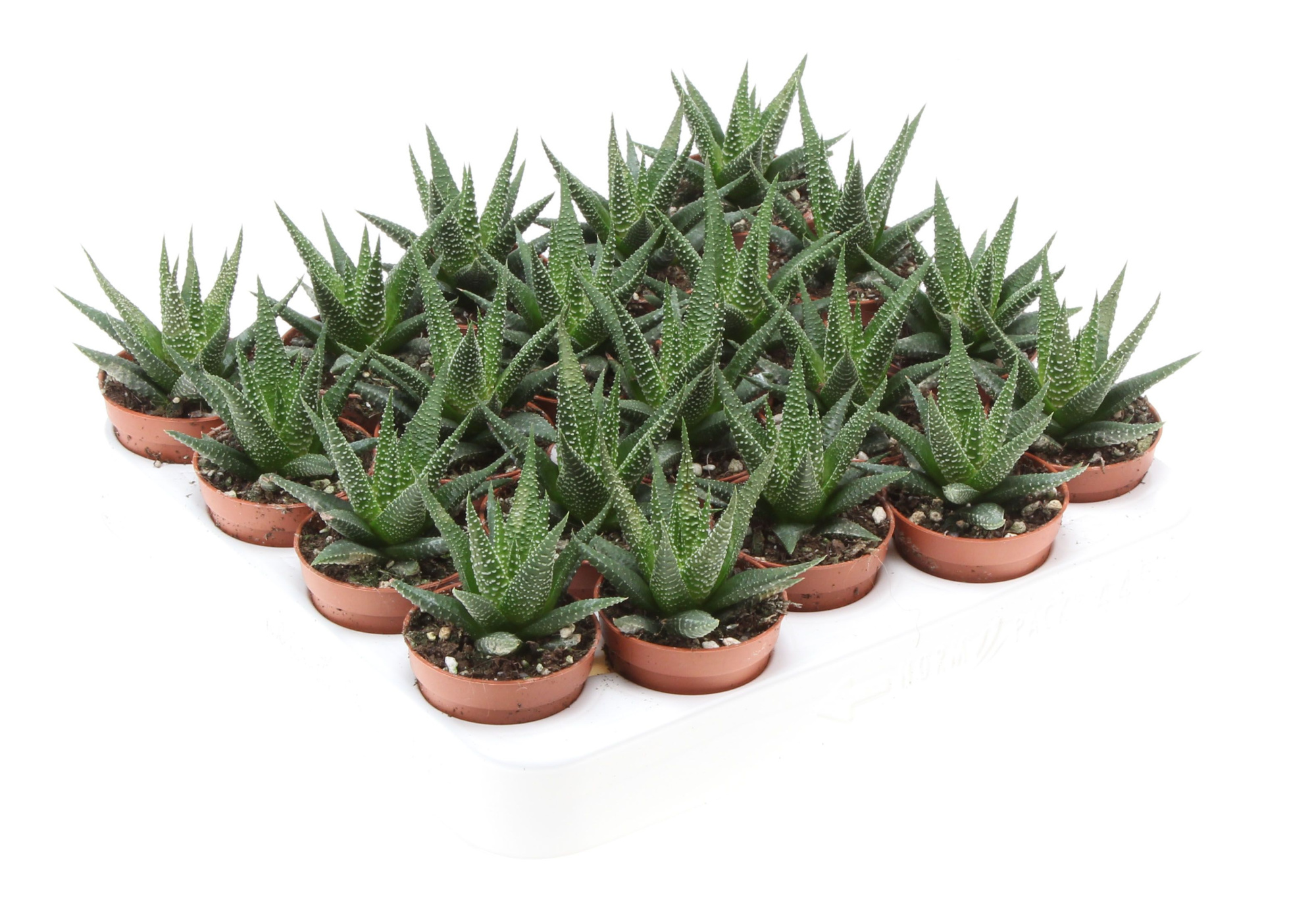 Haworthia fasciata, D 5,5