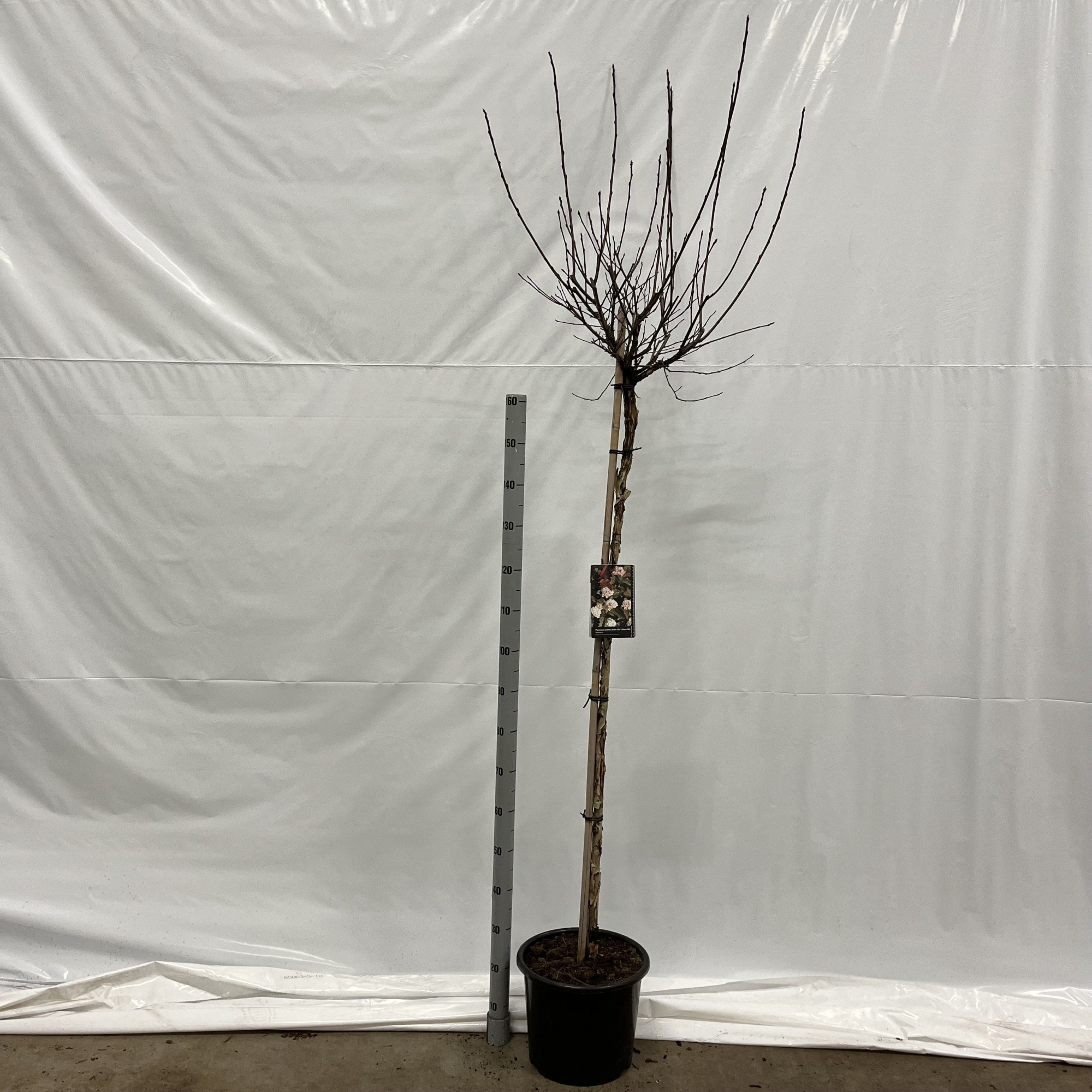 Physocarpus opulifolius Diable d'Or® ('Mindia'PBR) --stam 150 cm, D 32