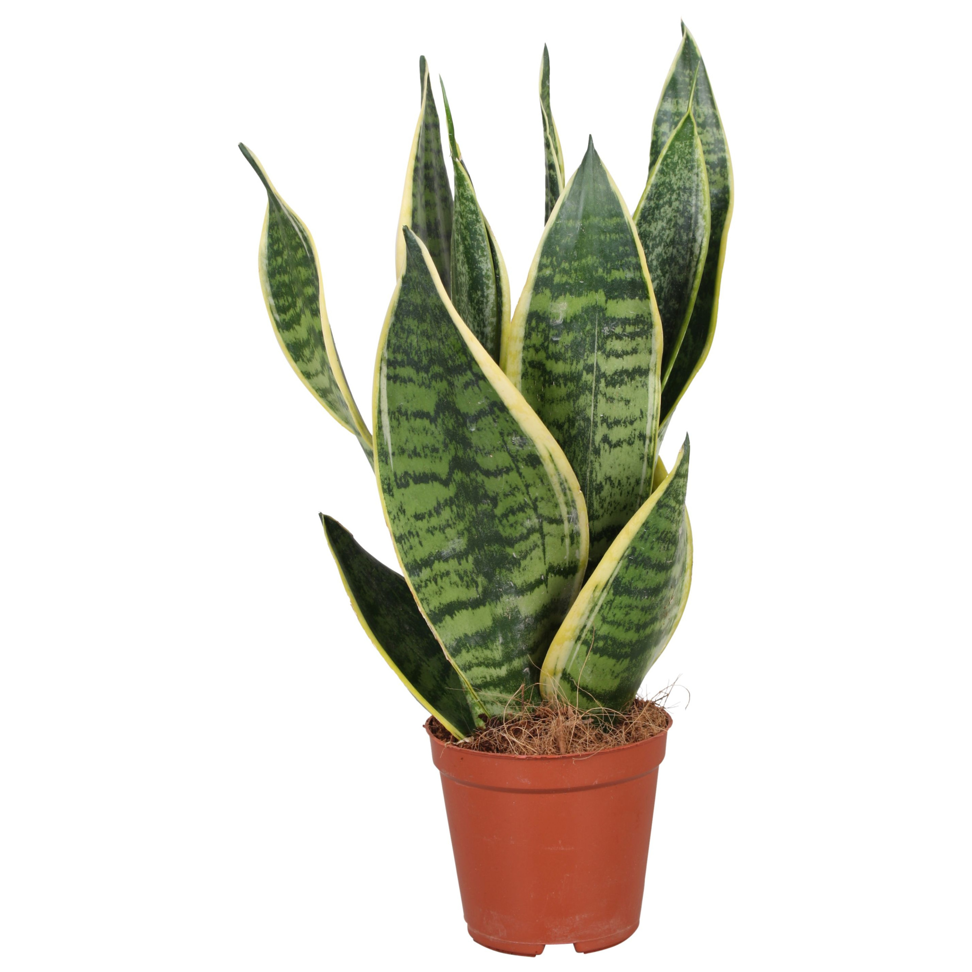 Sansevieria Futura Superba, D 12