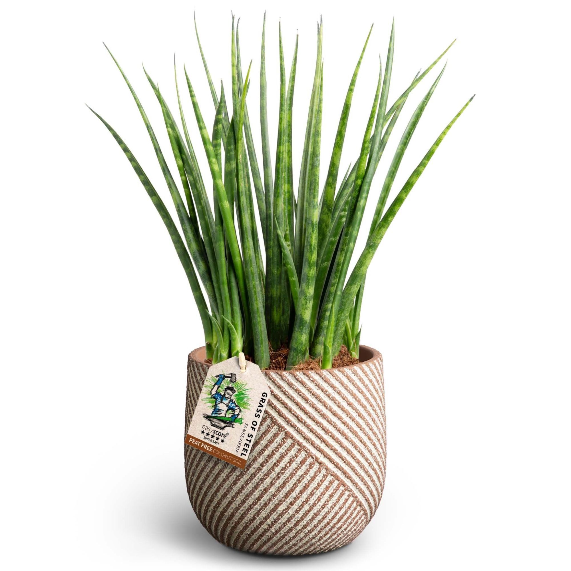 Grove Nougat, Sansevieria ´Fernwood´, D 12