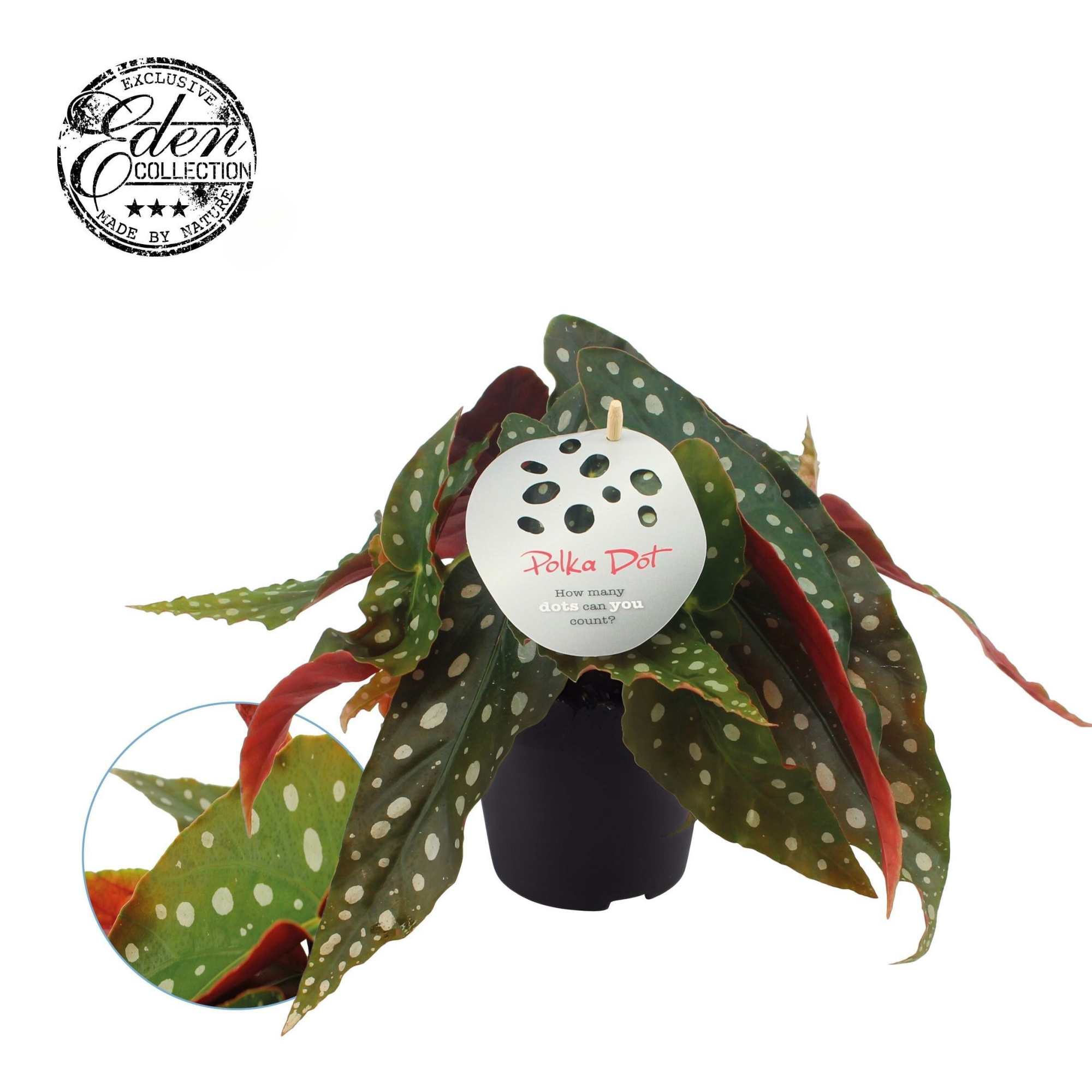 Begonia Maculata 12cm Duits etiket, D 12