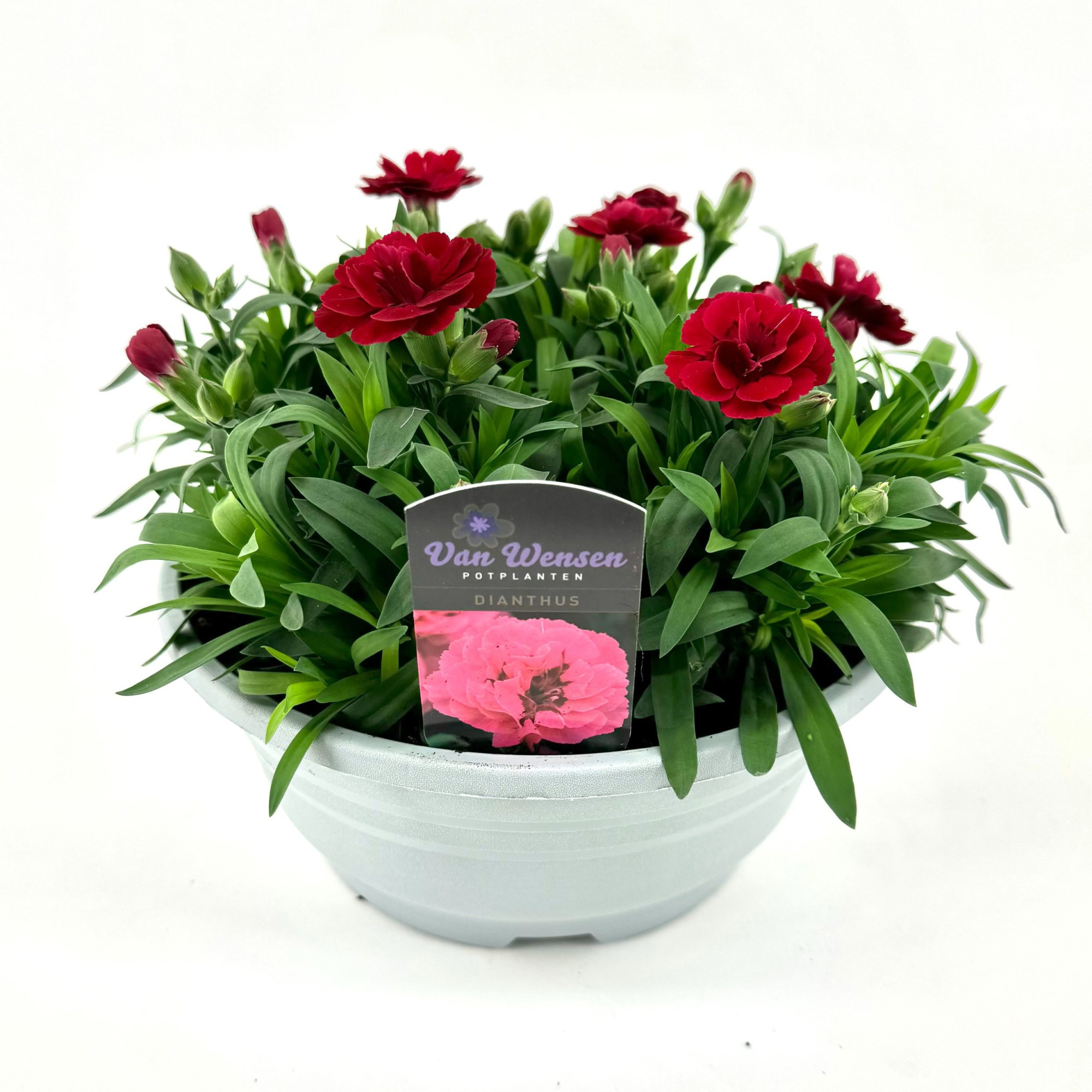 Dianthus 'Oscar' Cherry, D 21