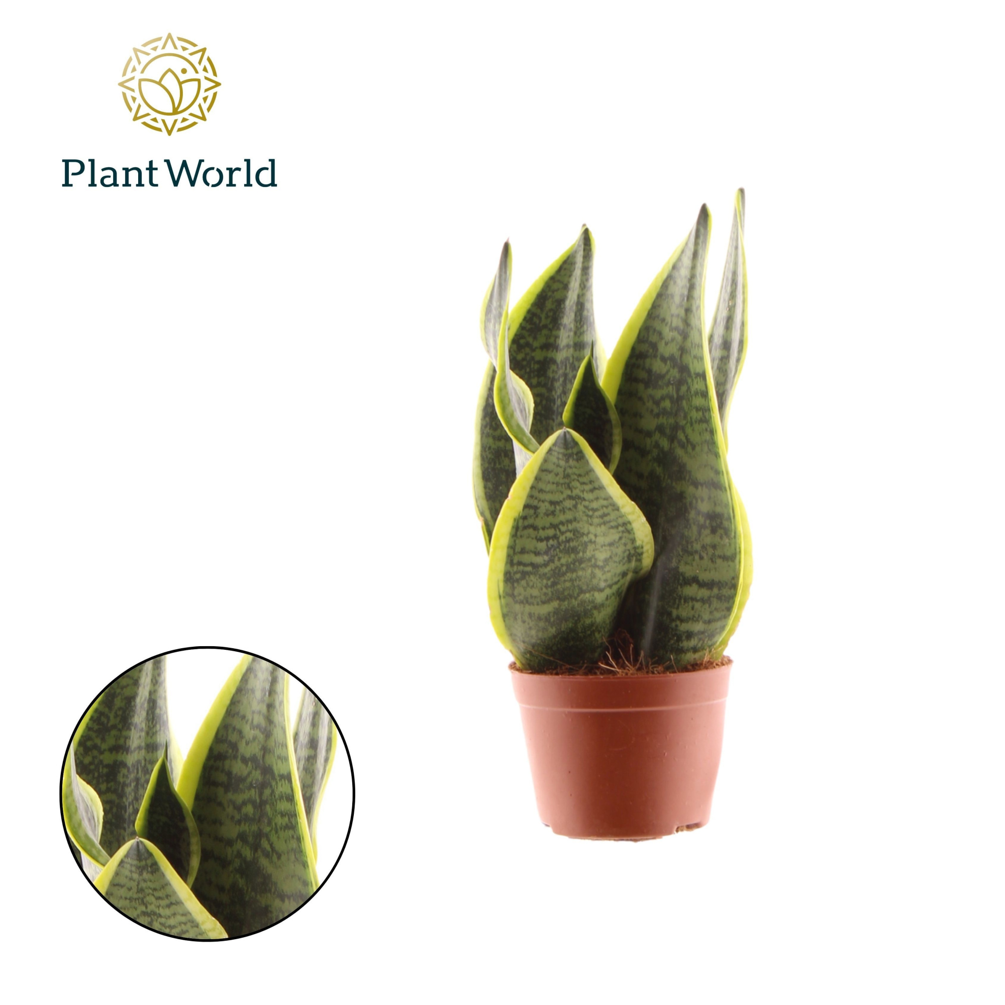 Sansevieria Futura Superba 2 PP, D 9