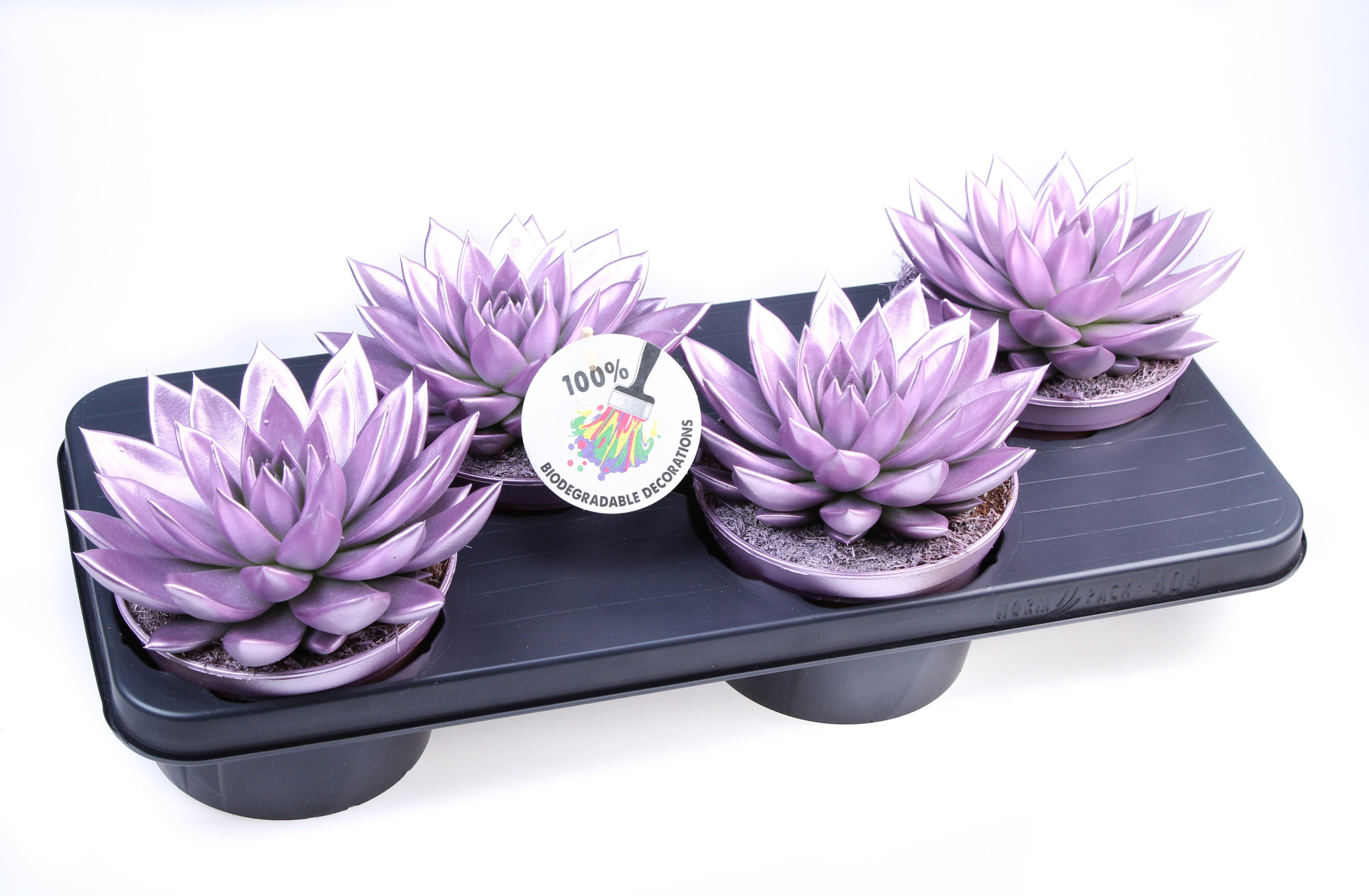 Rainbow Metallic pink, D 15