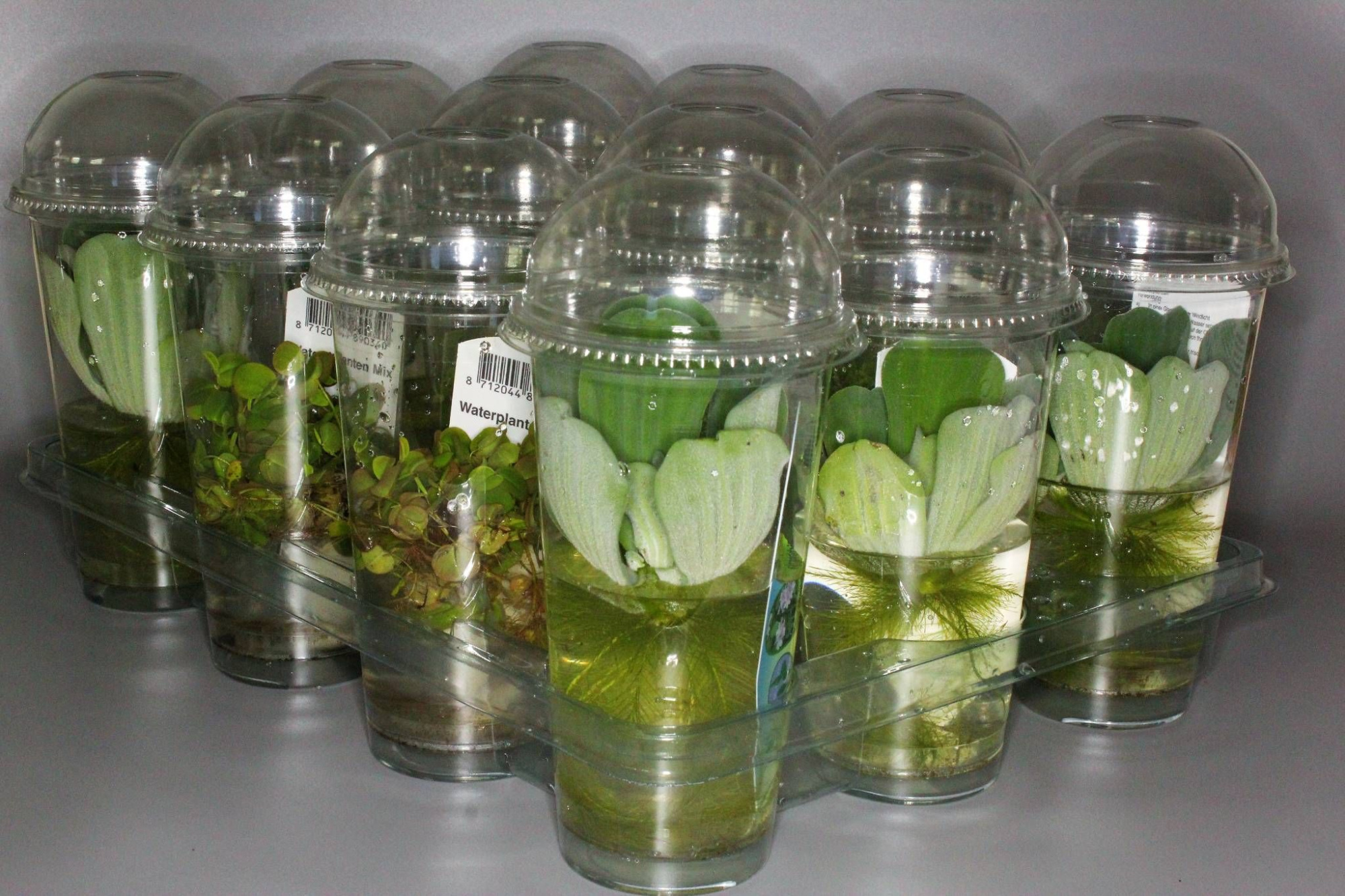 212-drijfplanten mix, D 9