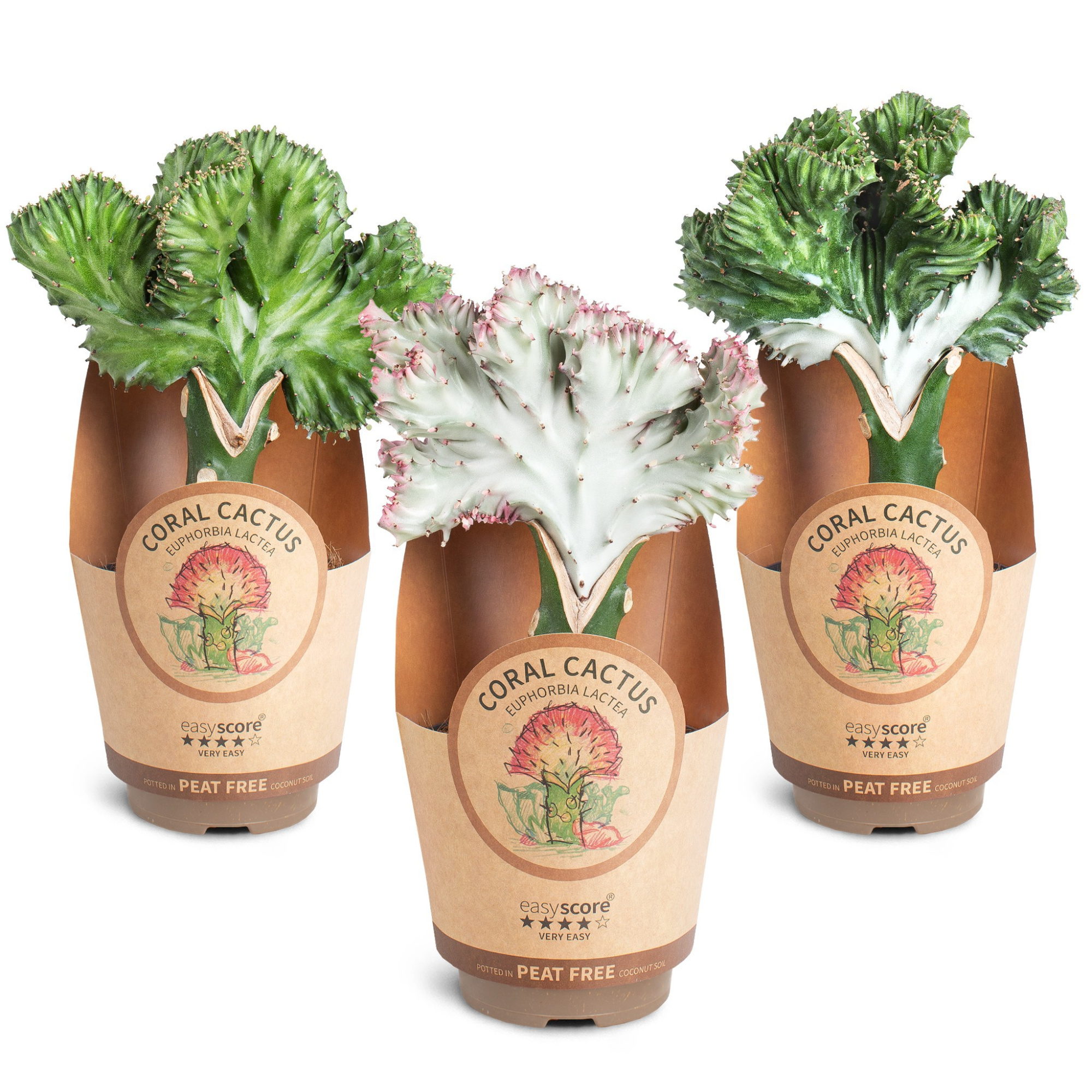 Euphorbia lactea, D 11