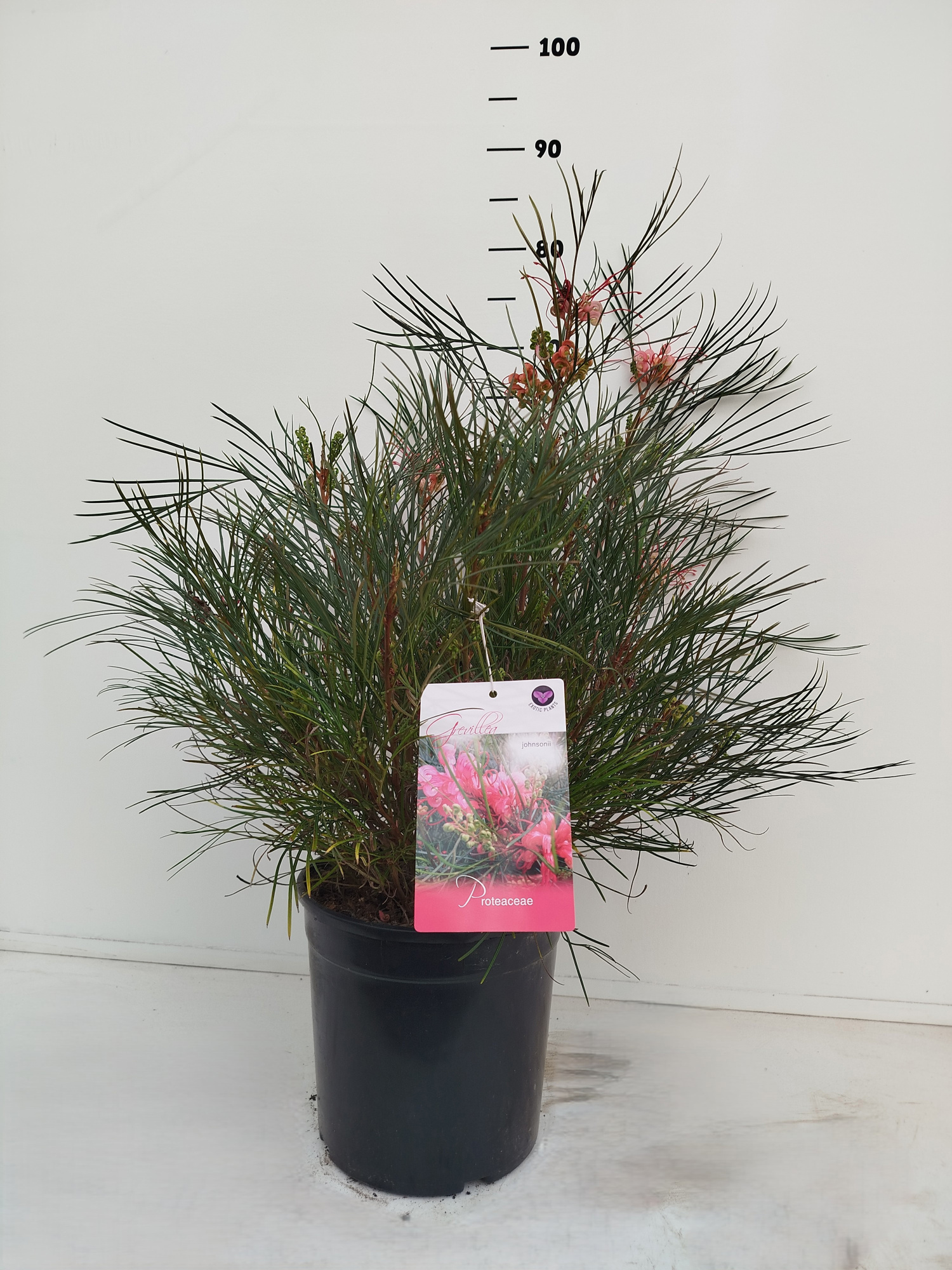 Grevillea johnsonii, D 24