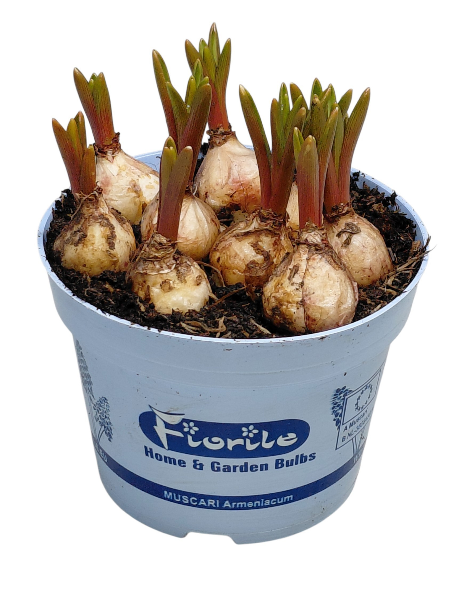 Muscari Armeniacum, D 12