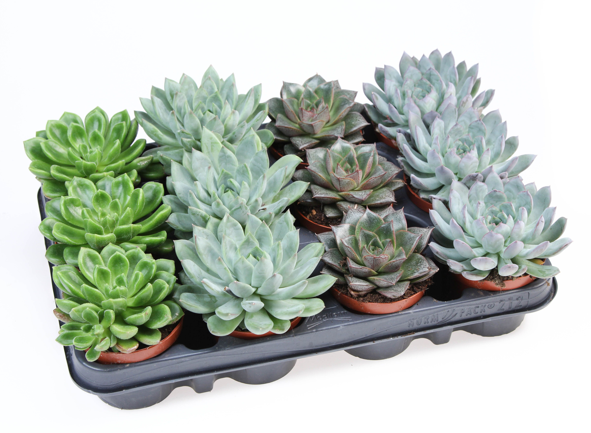 Echeveria special mix, D 8,5