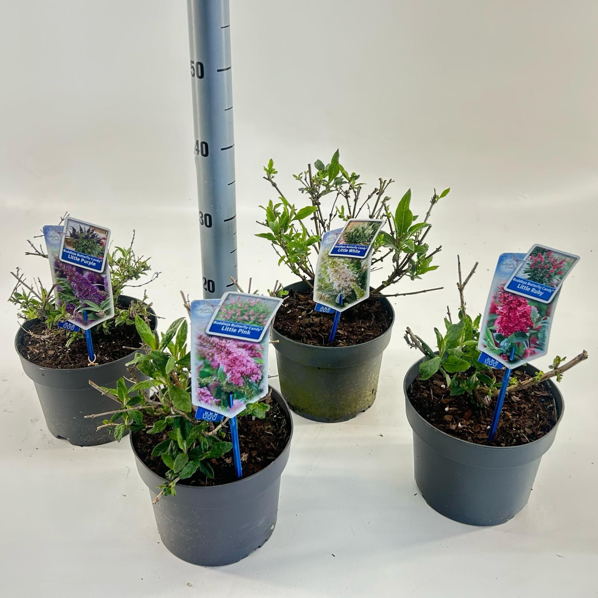 Buddleja d. Butt. Candy® mix P19 (minimum order one layer), D 19