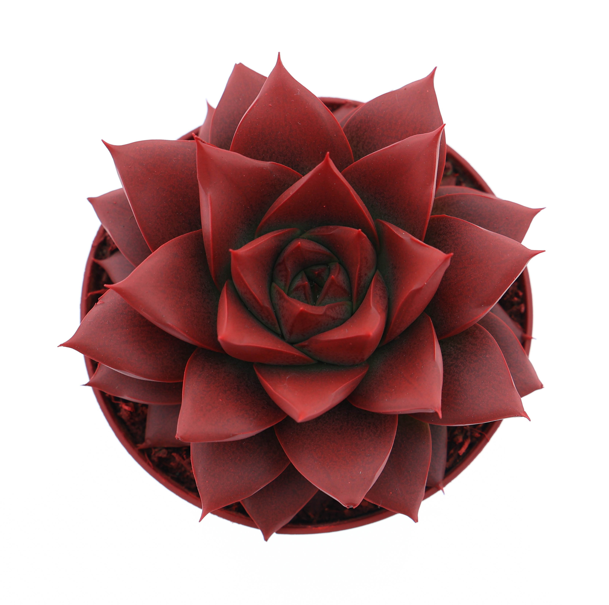 Rainbow purper red, D 8,5