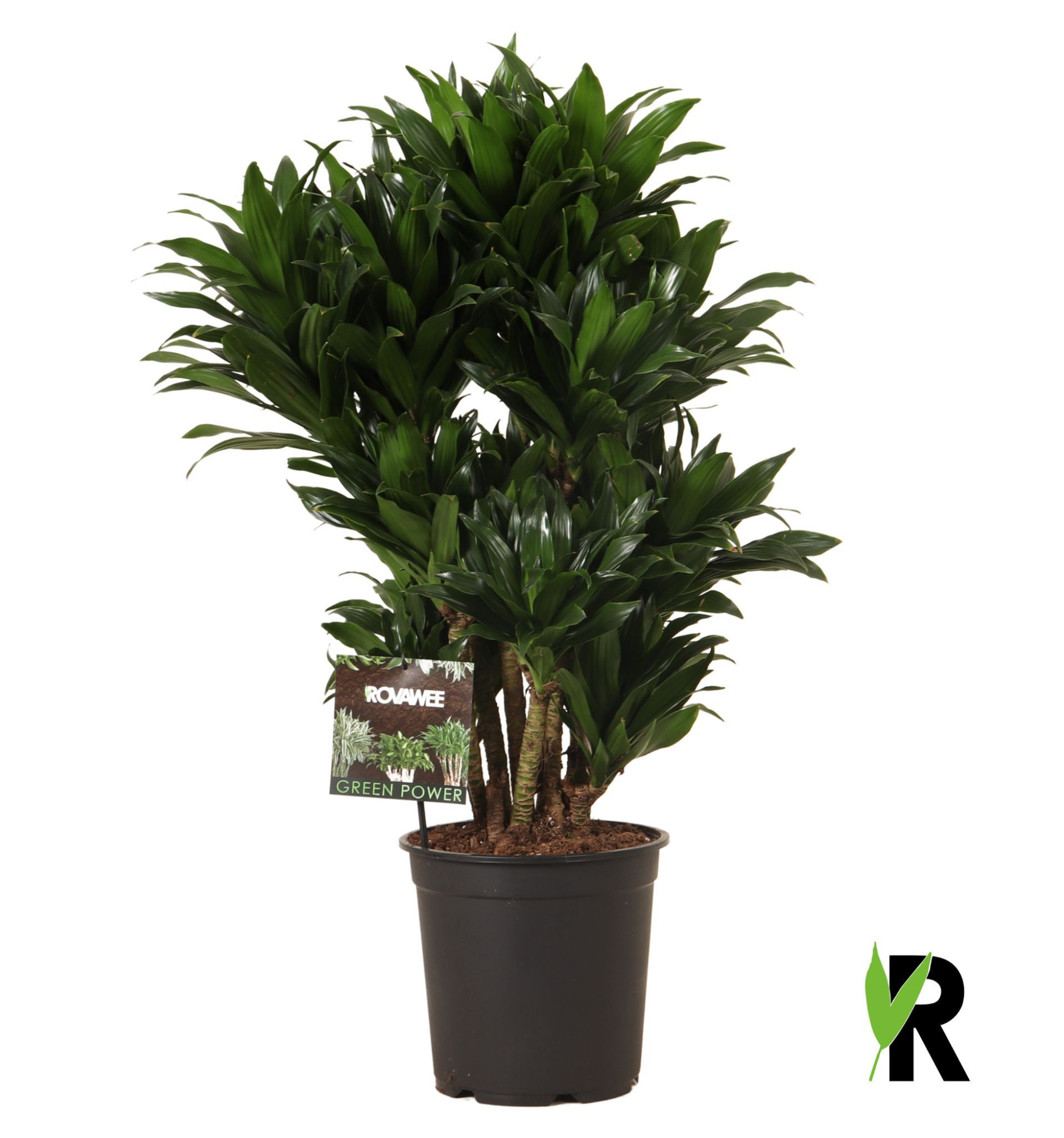 Dracaena frag. Compacta vertakt, D 24