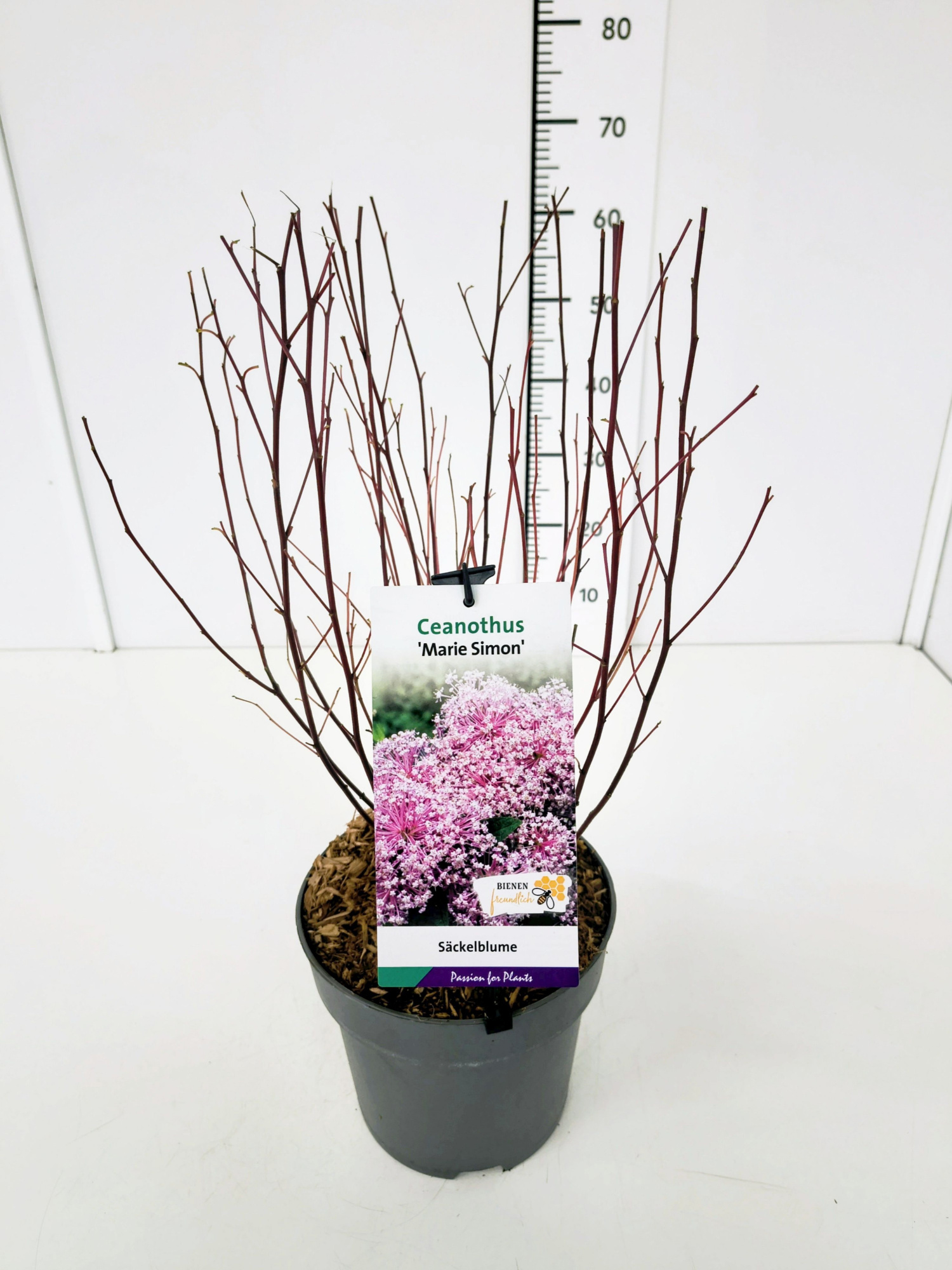 Ceanothus del. 'Marie Simon' 40-60C5, D 23