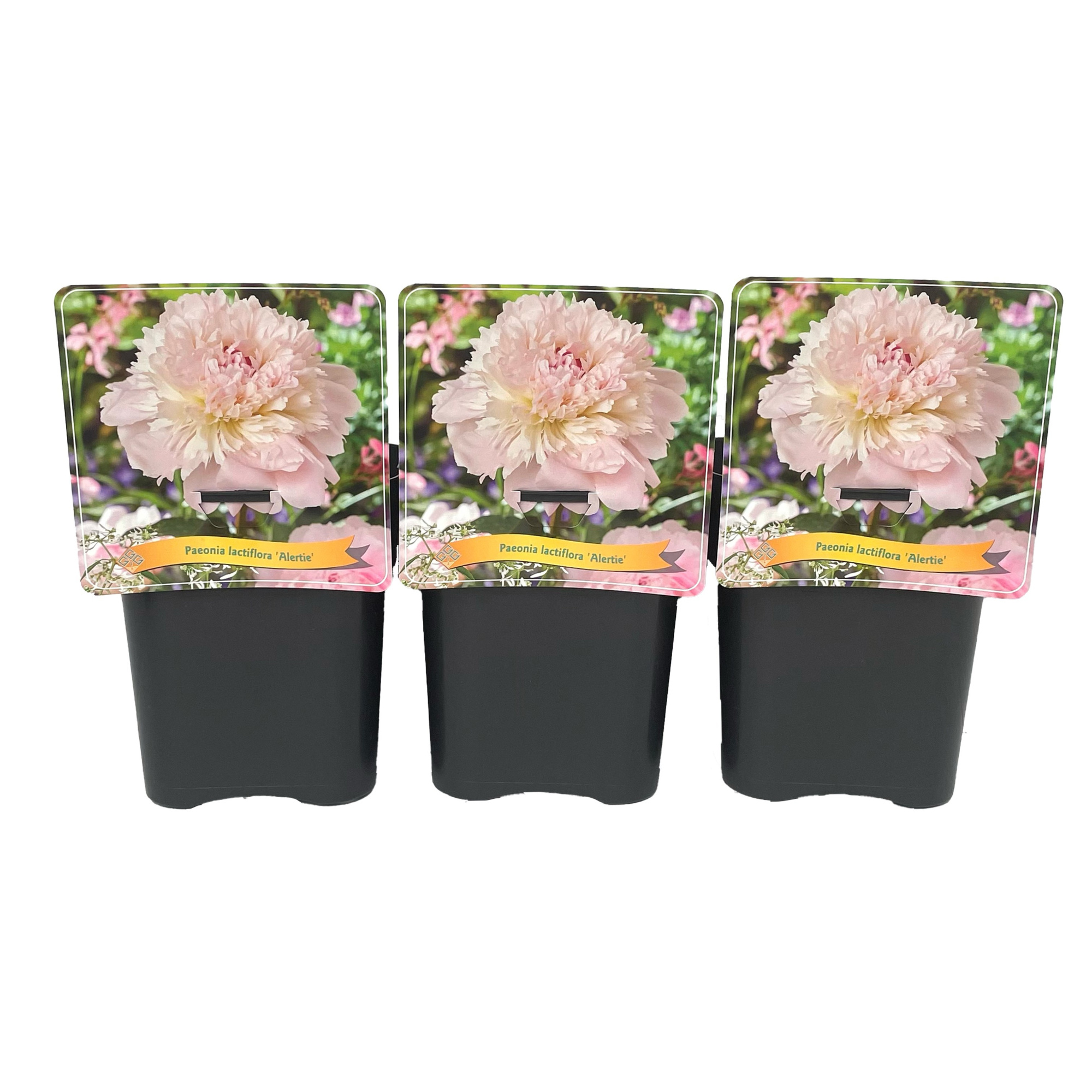 Paeonia Lactiflora 'Alertie' C5, D 21