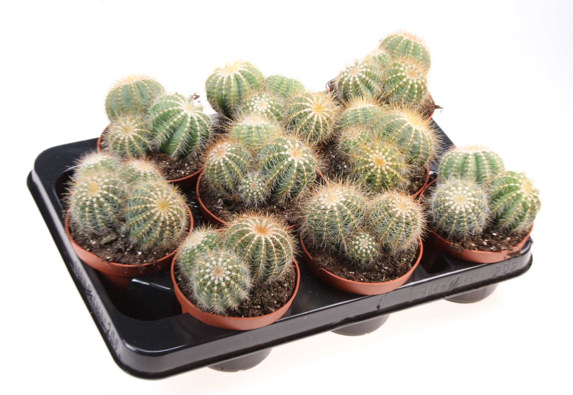 Notocactus warassii, D 10,5