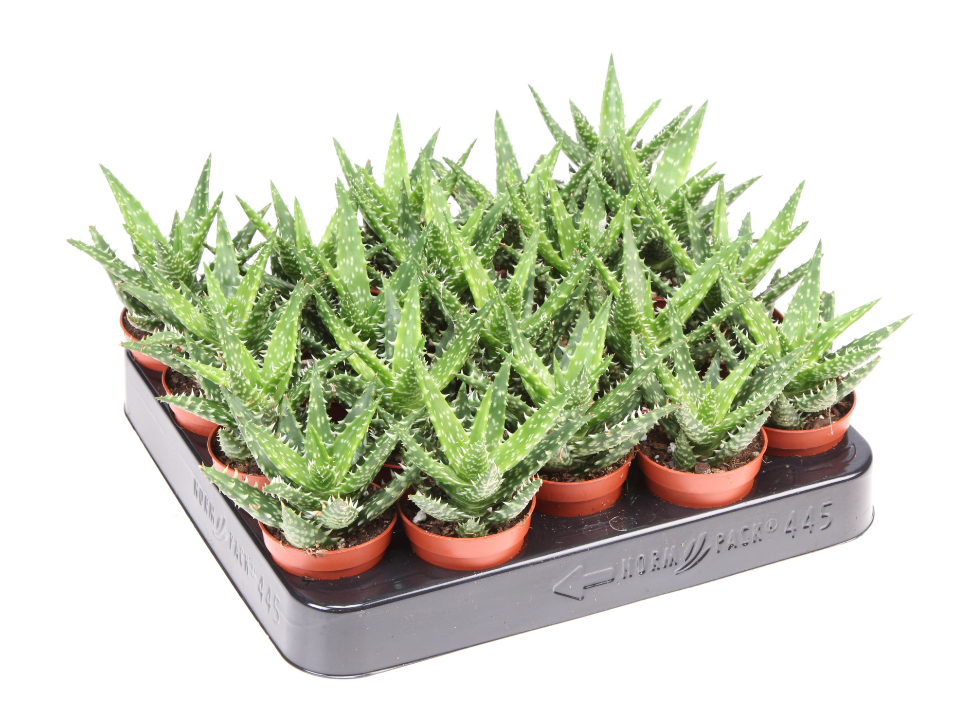 Aloe Squarosa, D 5,5