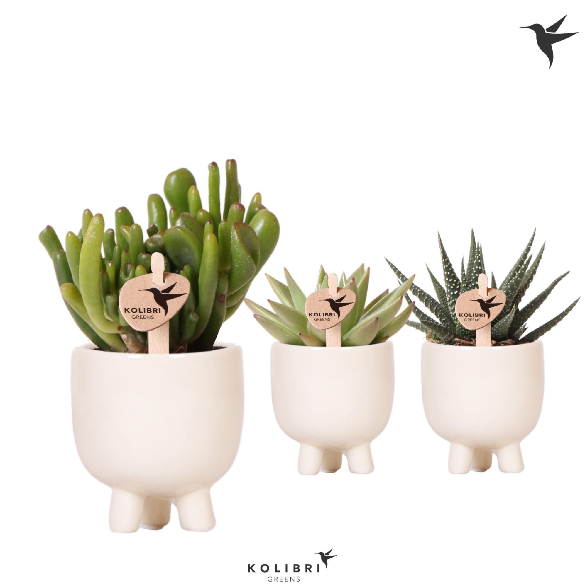 Kolibri Greens Succulenten mix in Gummy pot travertine, D 6