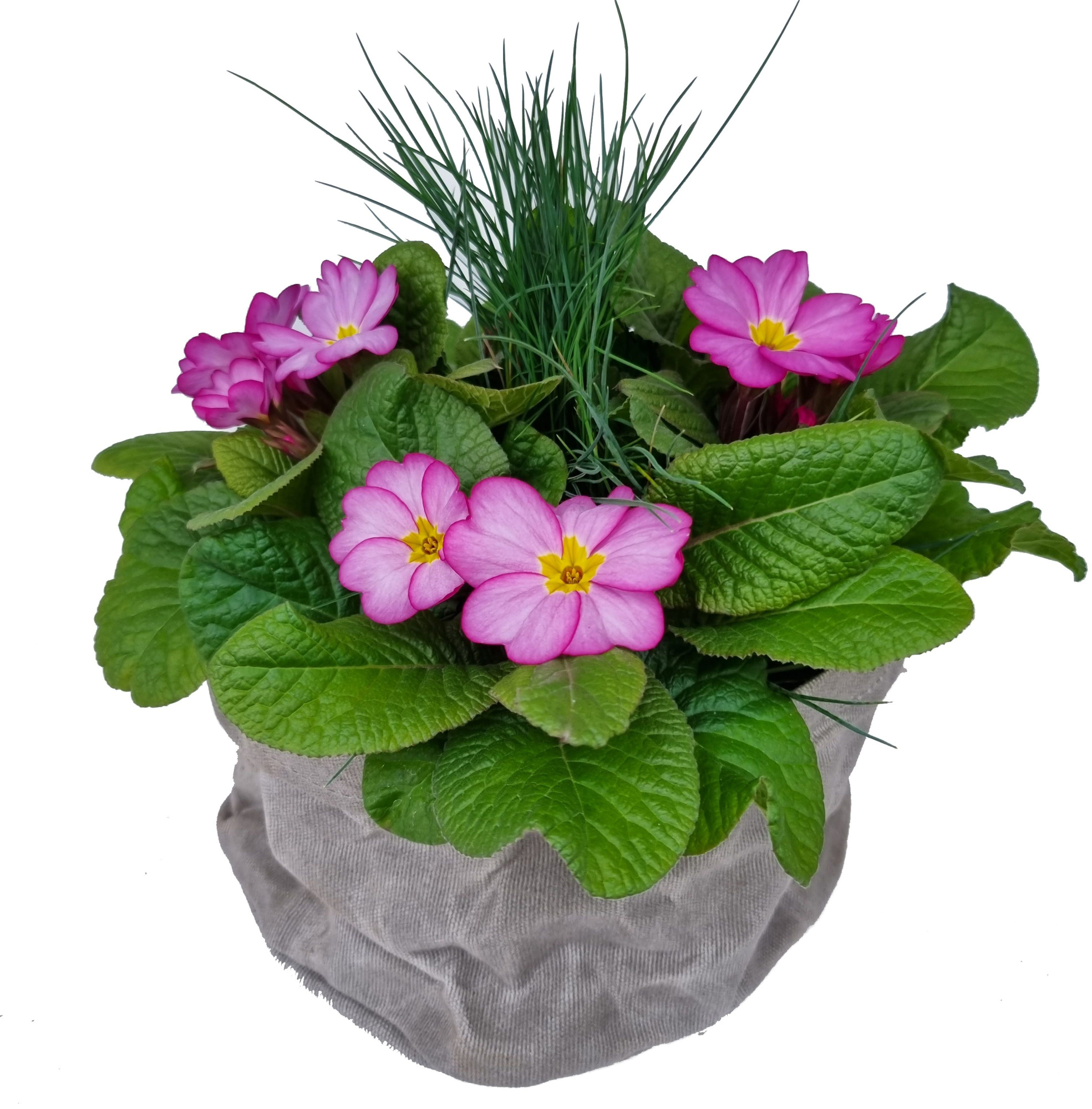 PRF745-9323 Primula/Festuca canvas rond, D 22