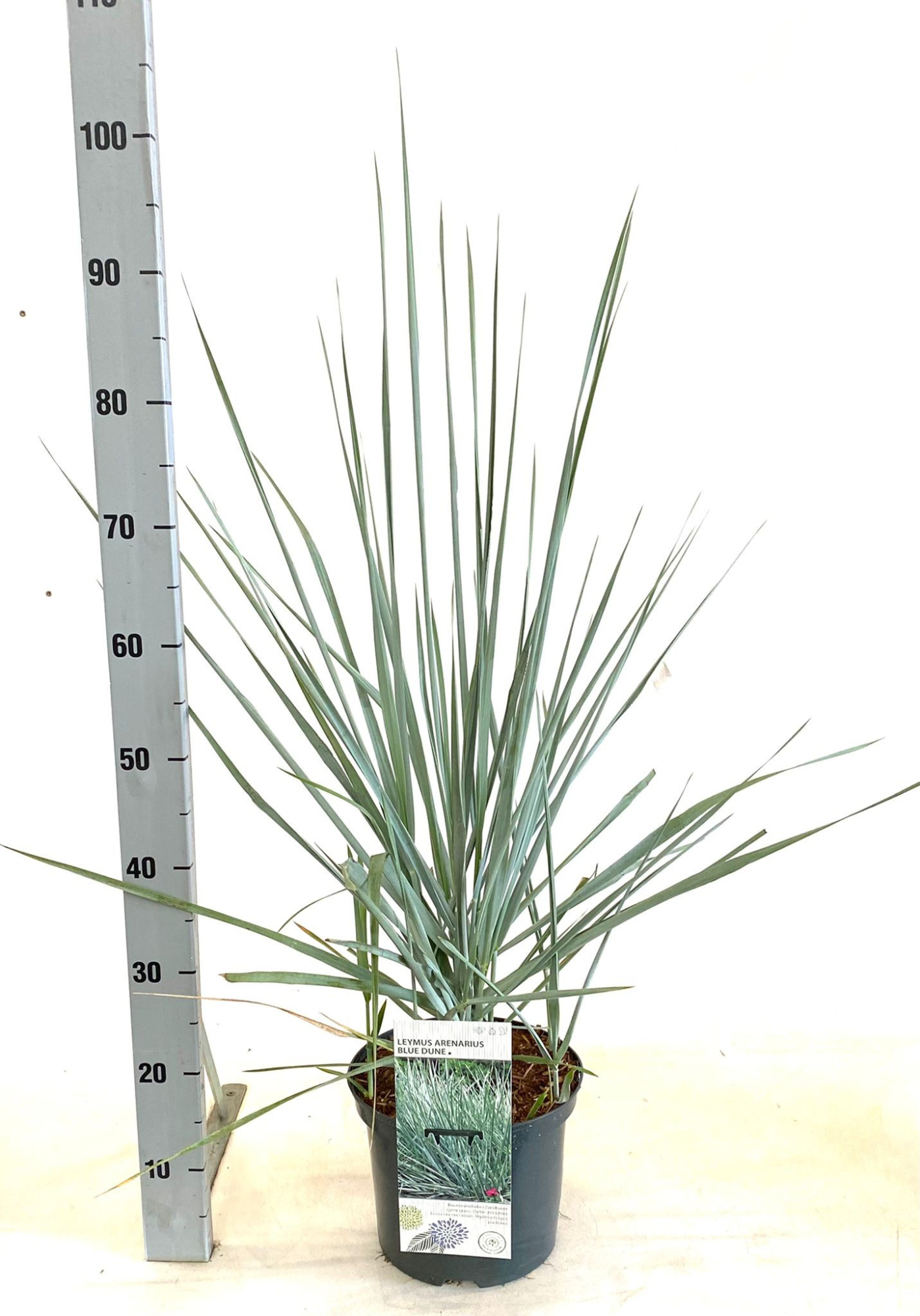 Leymus arenarius 'Blue Dune', D 23