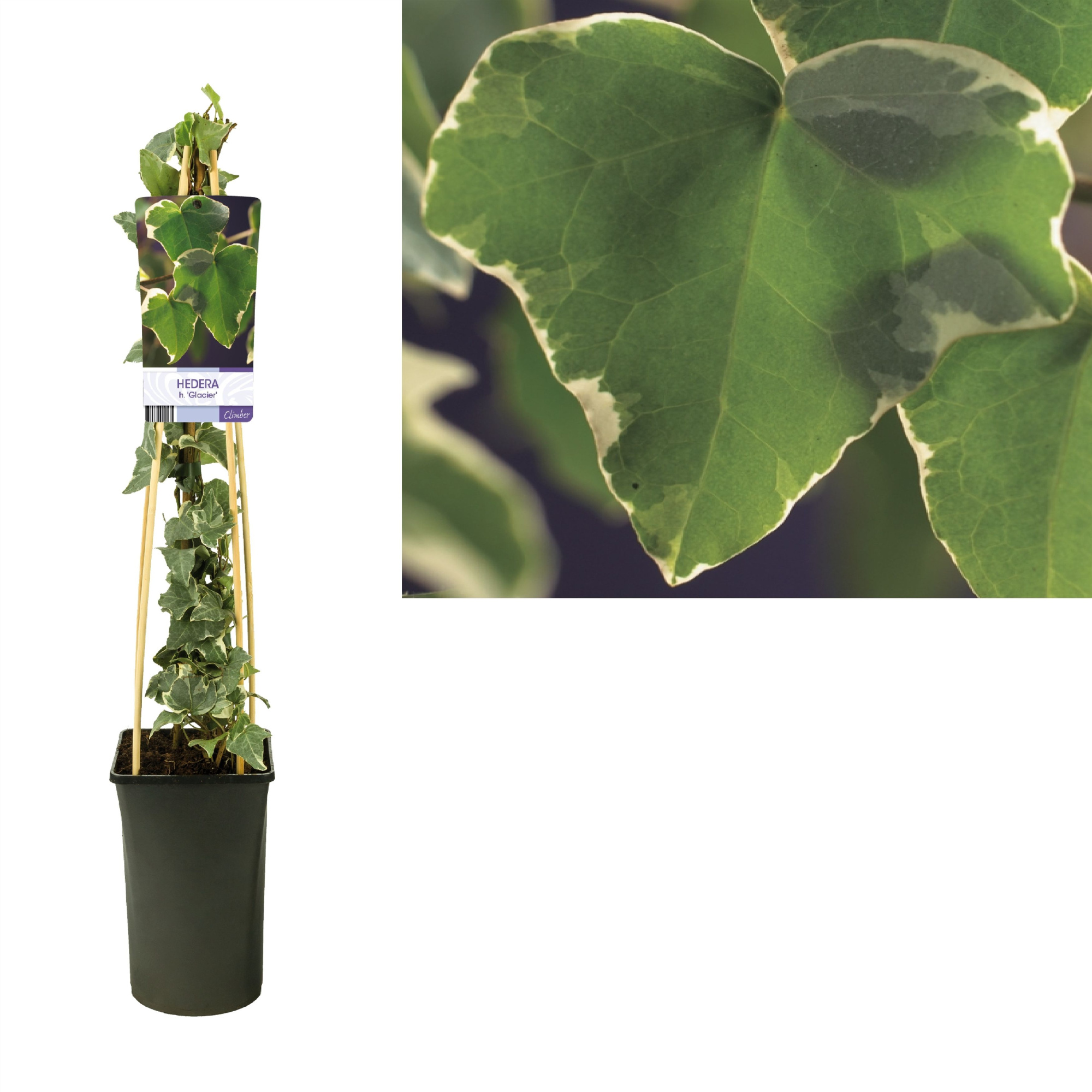 Hedera h. 'Glacier' +light label, D 17