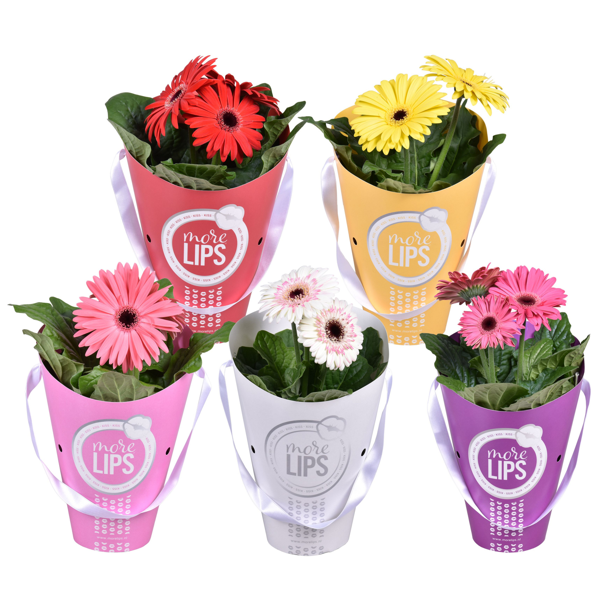 MoreLIPS Gerbera 2+ bl 12cm in tas, D 12