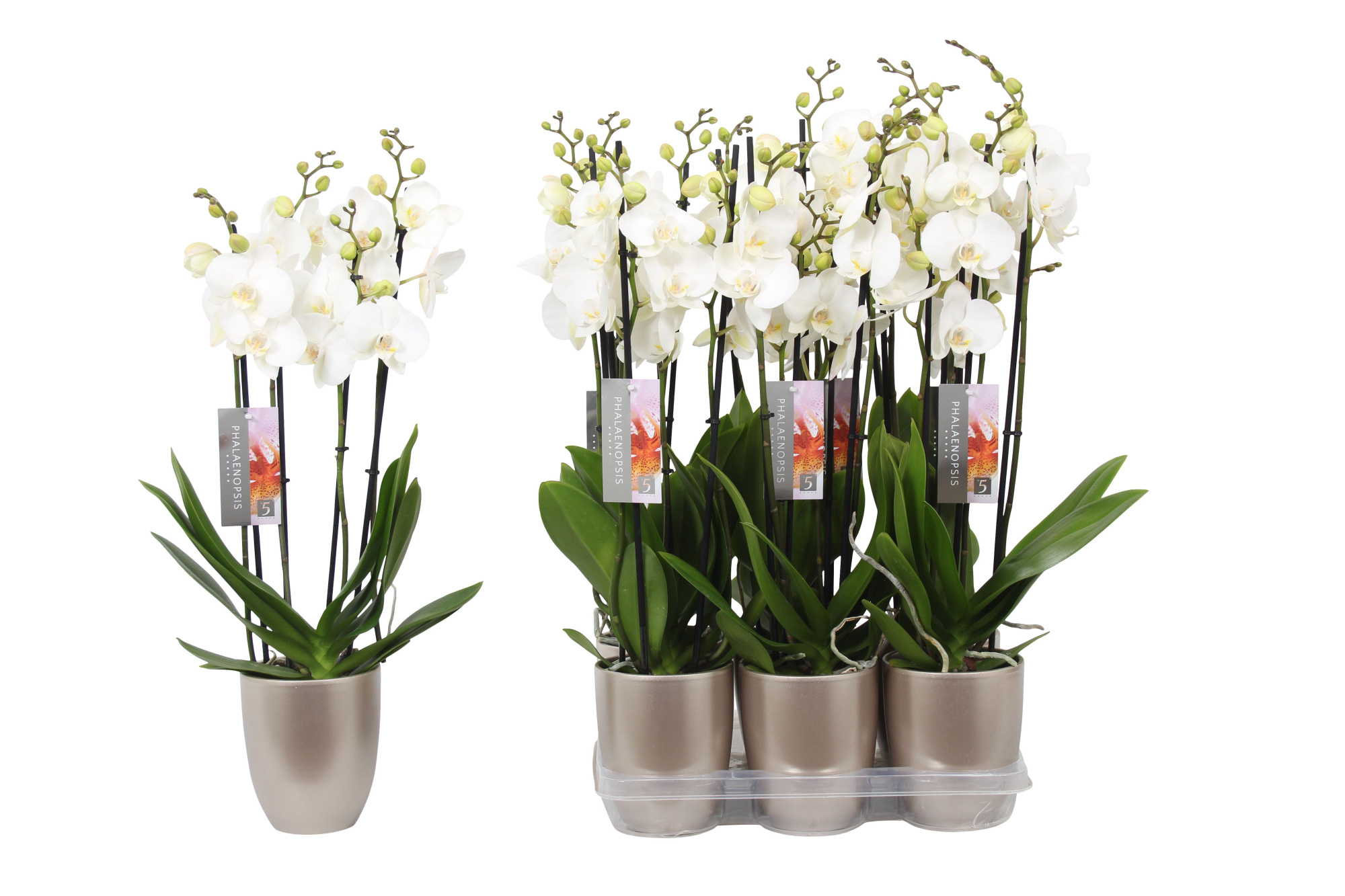 Phalaenopsis White, 4-spike Champagne Ceramics, D 12