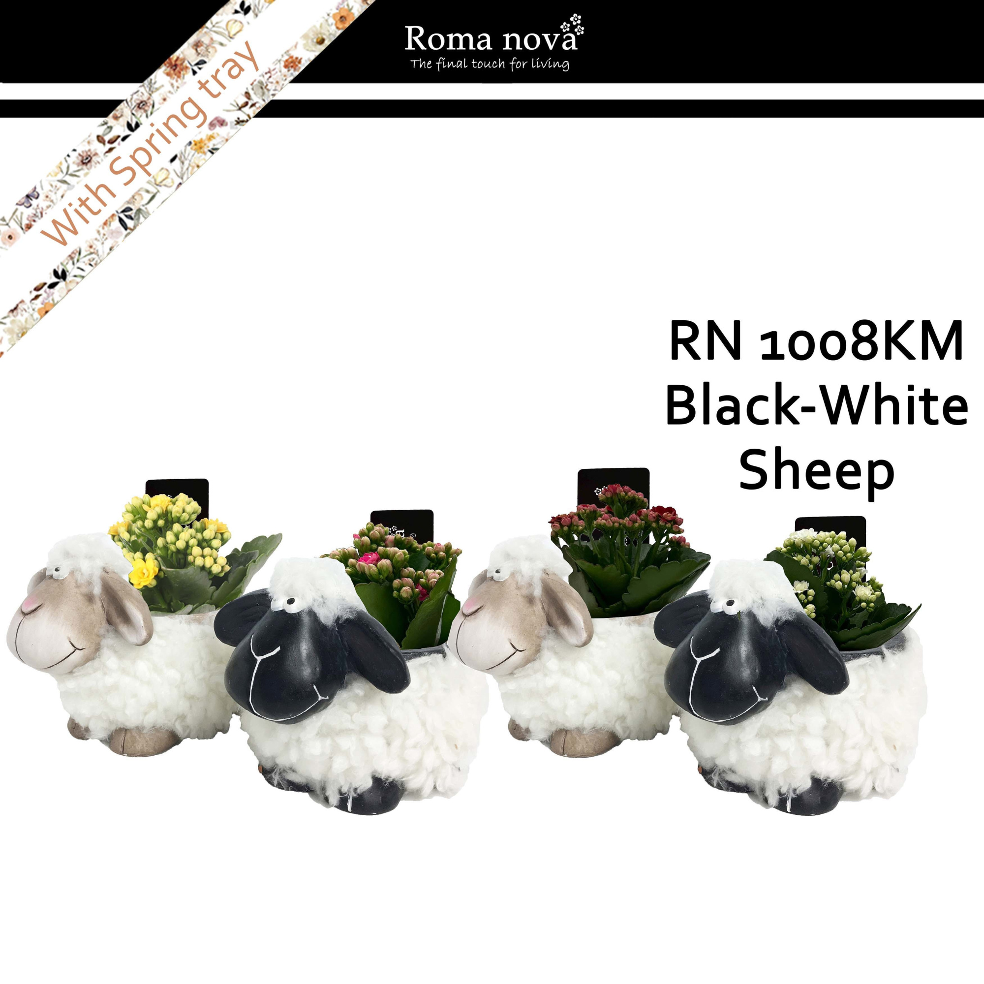 1008KM - Black white sheep medium (Kalanchoe mix), D 16