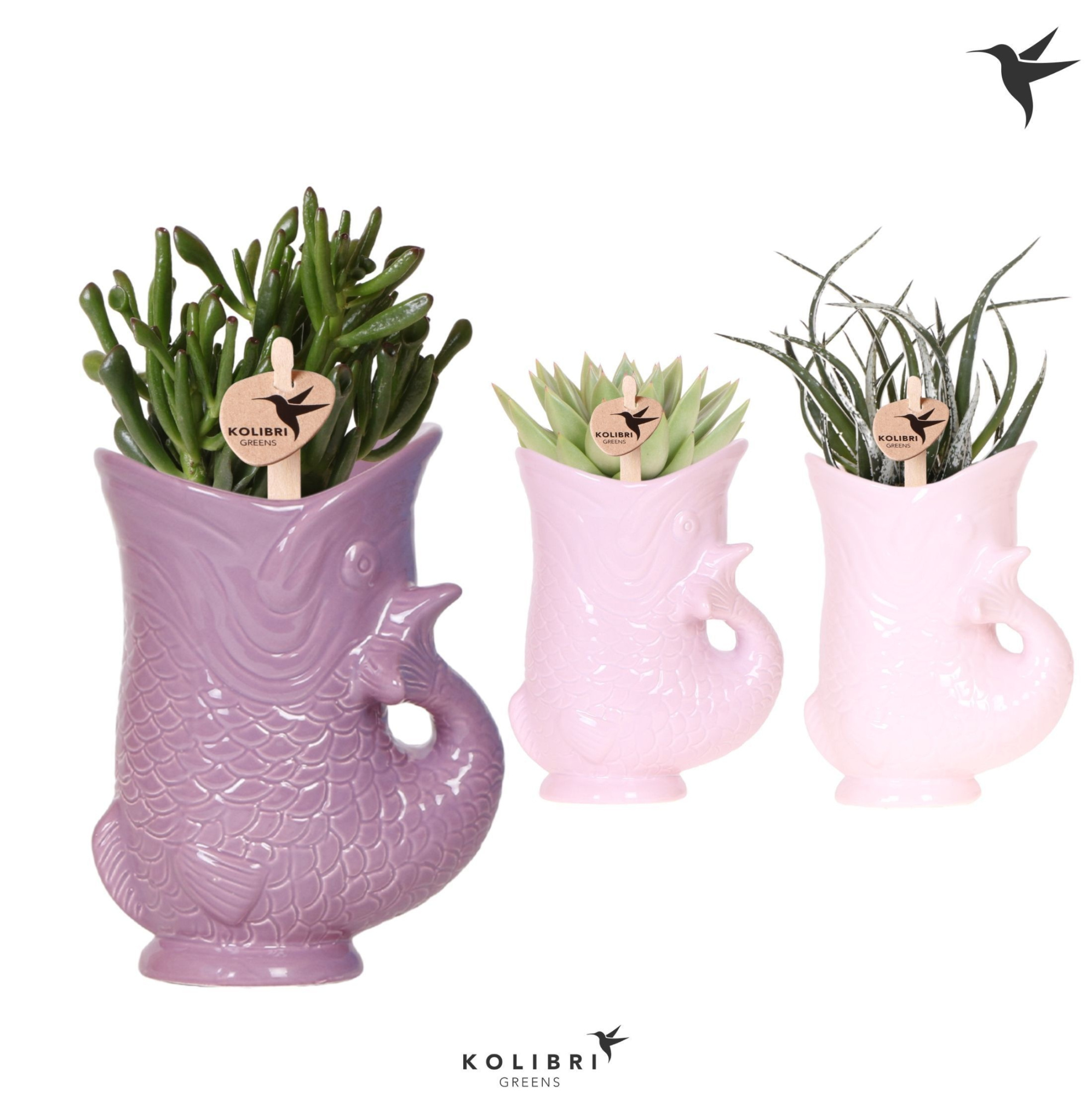 Kolibri Greens Succulenten mix in Fish pot lila mix, D 9