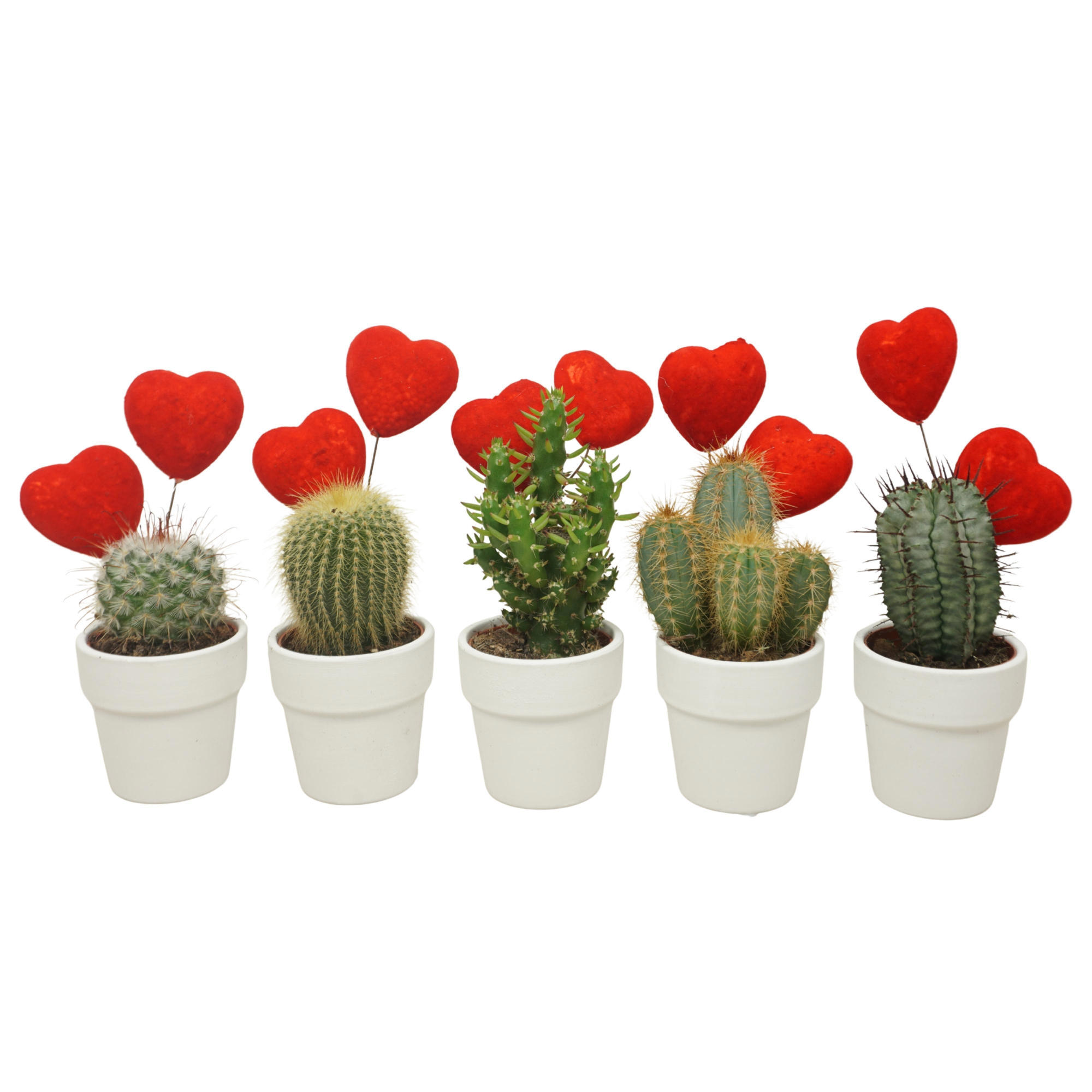 Cactus mix in 6 cm 'Wit Kraagpotje' met 2 rode hartjes, D 5,5