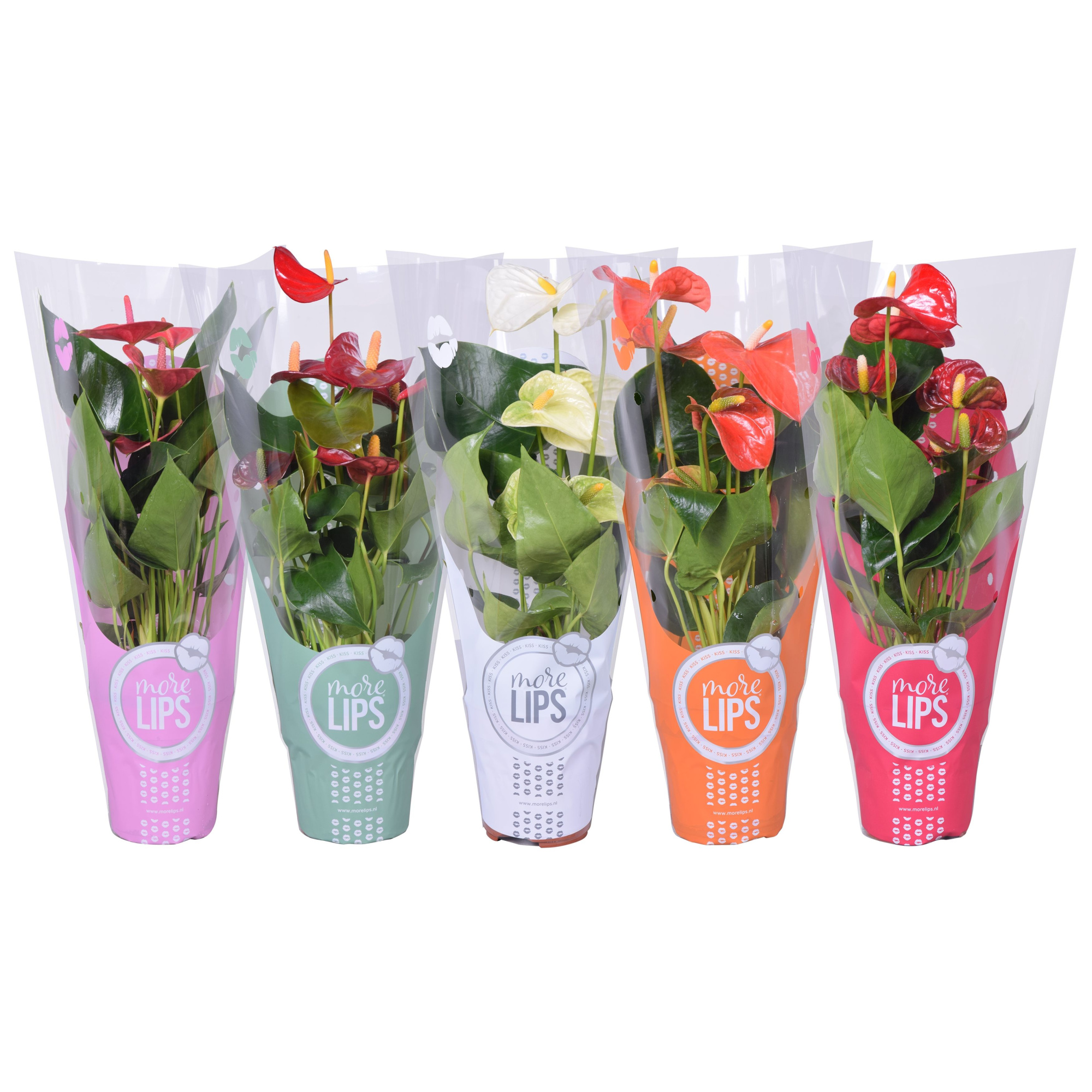 MoreLIPS® Anthurium mix in ShowHoes, D 12
