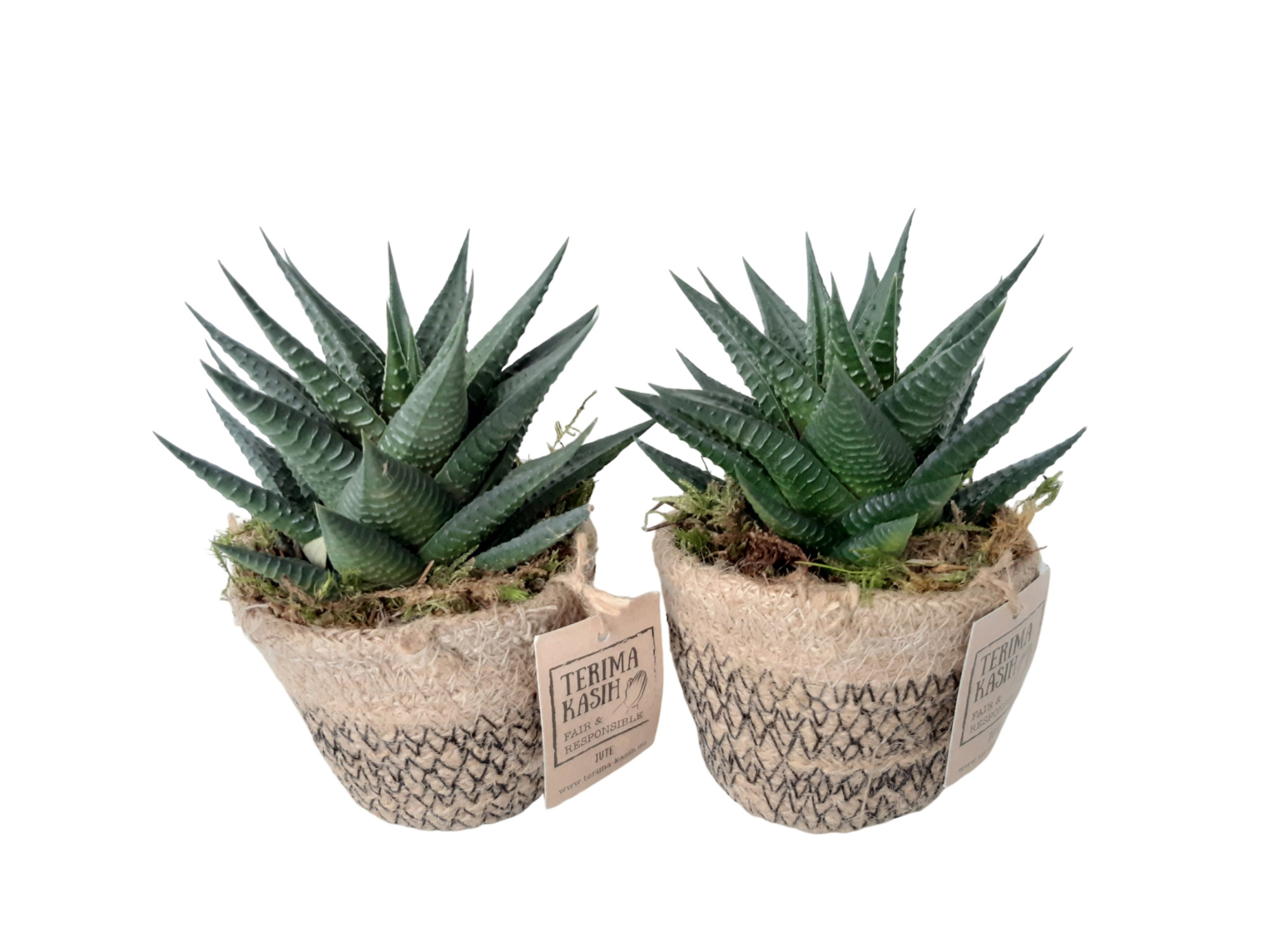 JM8SUC mini Jute Mandje Haworthia, D 8