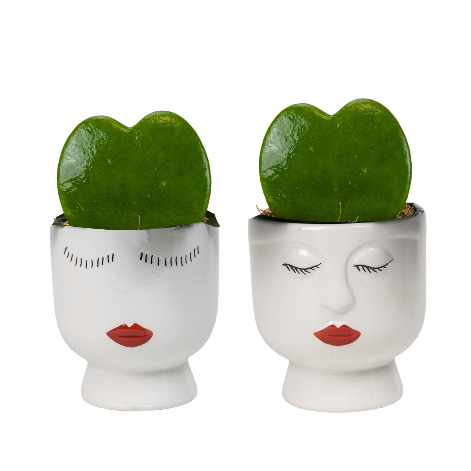 Face It with Hoya Kerrii, D 6