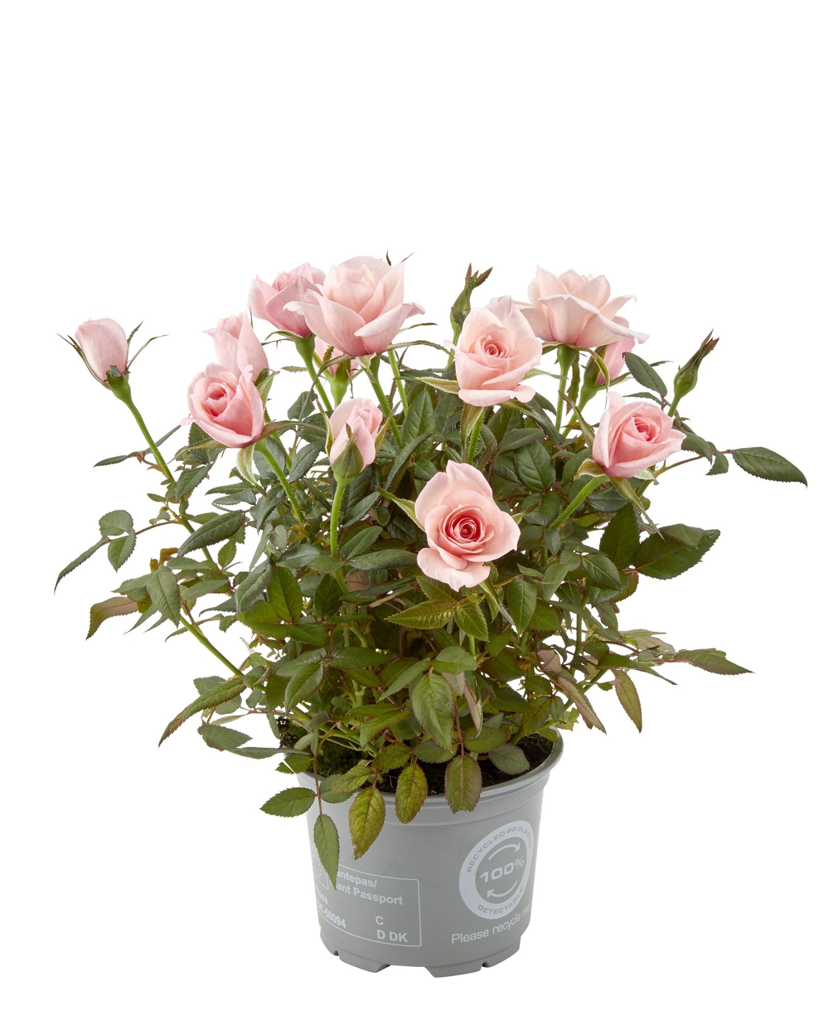 Rosa Light Pink RosAroma (nr1), D 10,5