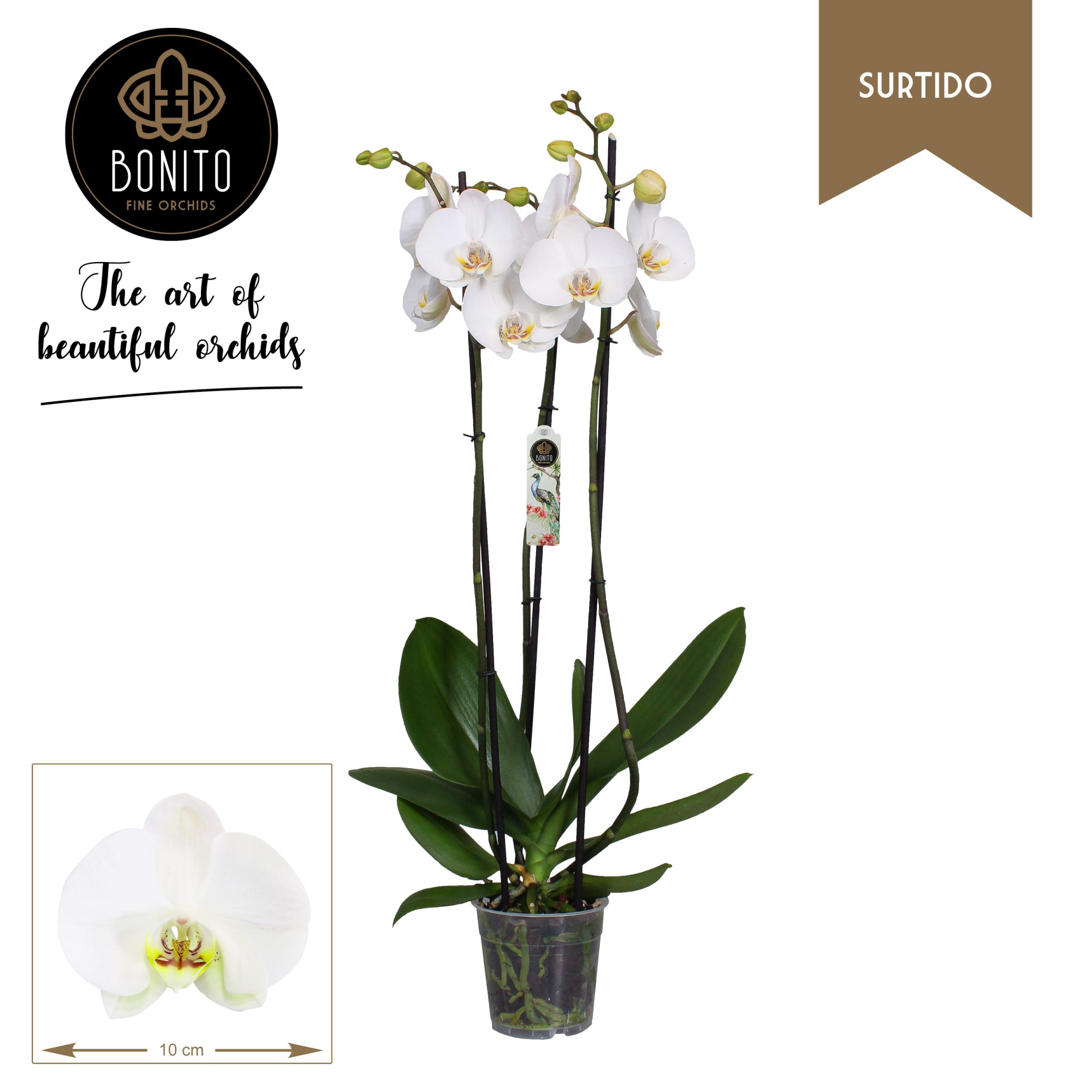 Phal. Surtido - Silhouette 3-Tak, D 12