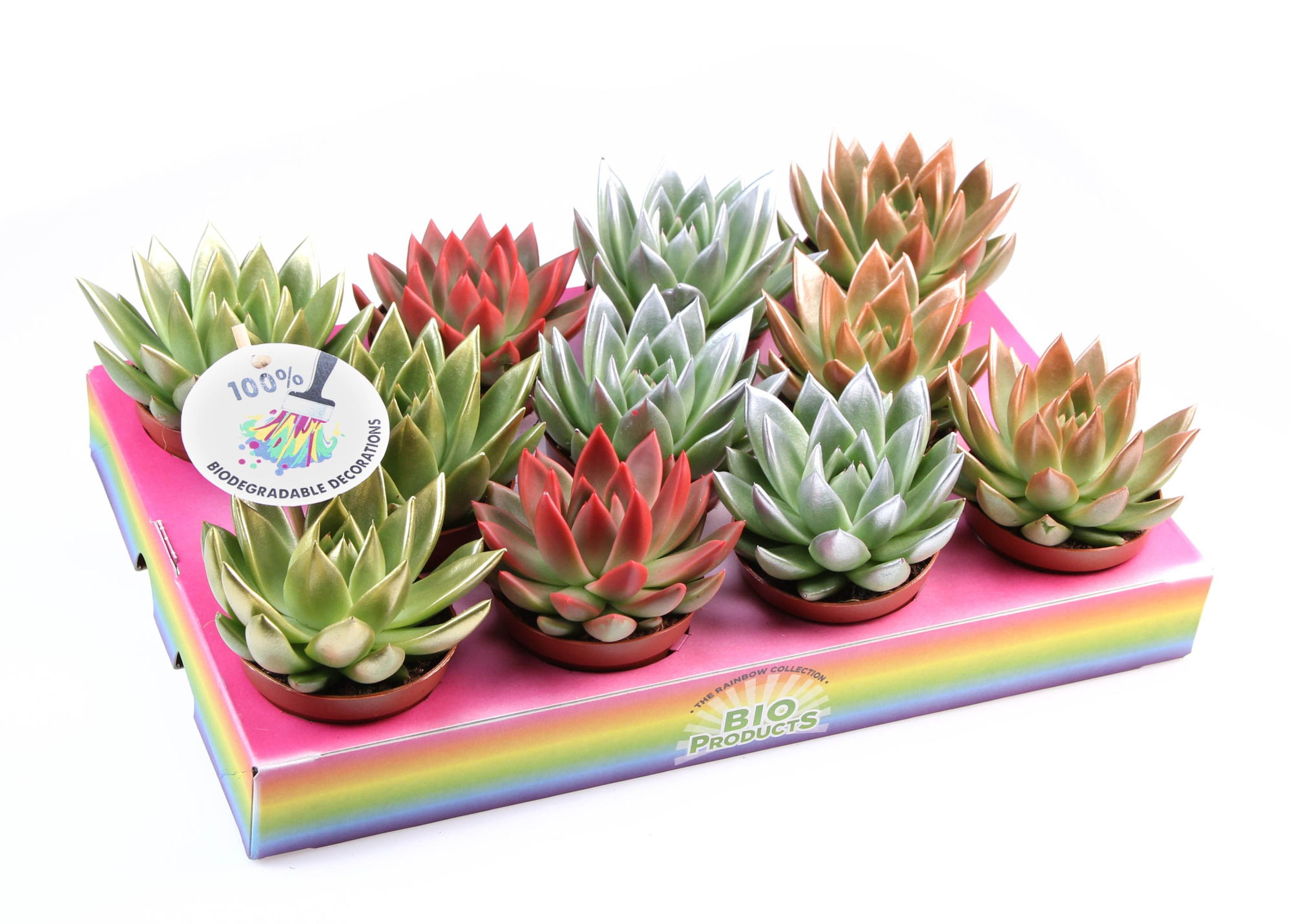 Miranda kerstmix tips, D 8,5