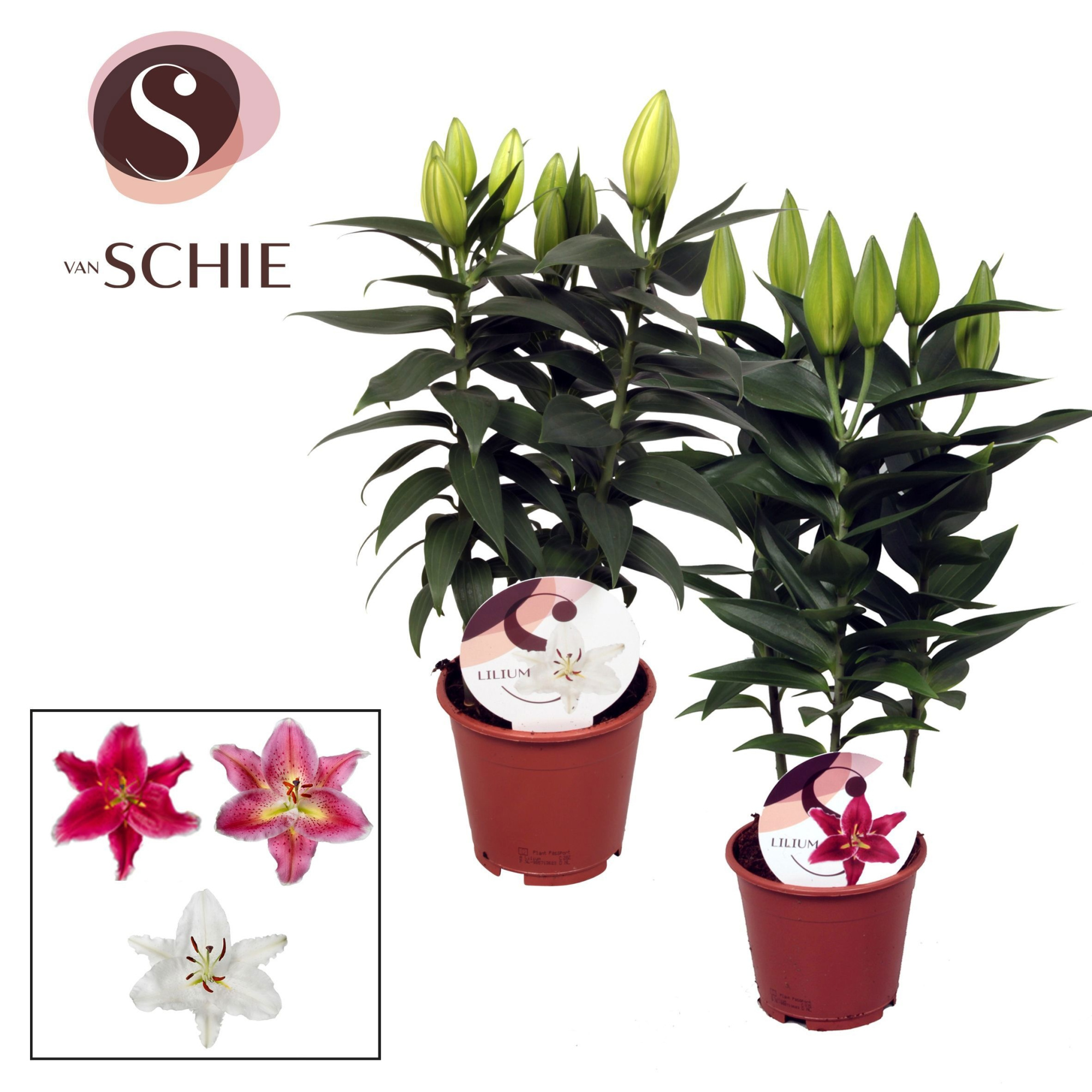 Lilium Oriental Mix 13cm, D 13