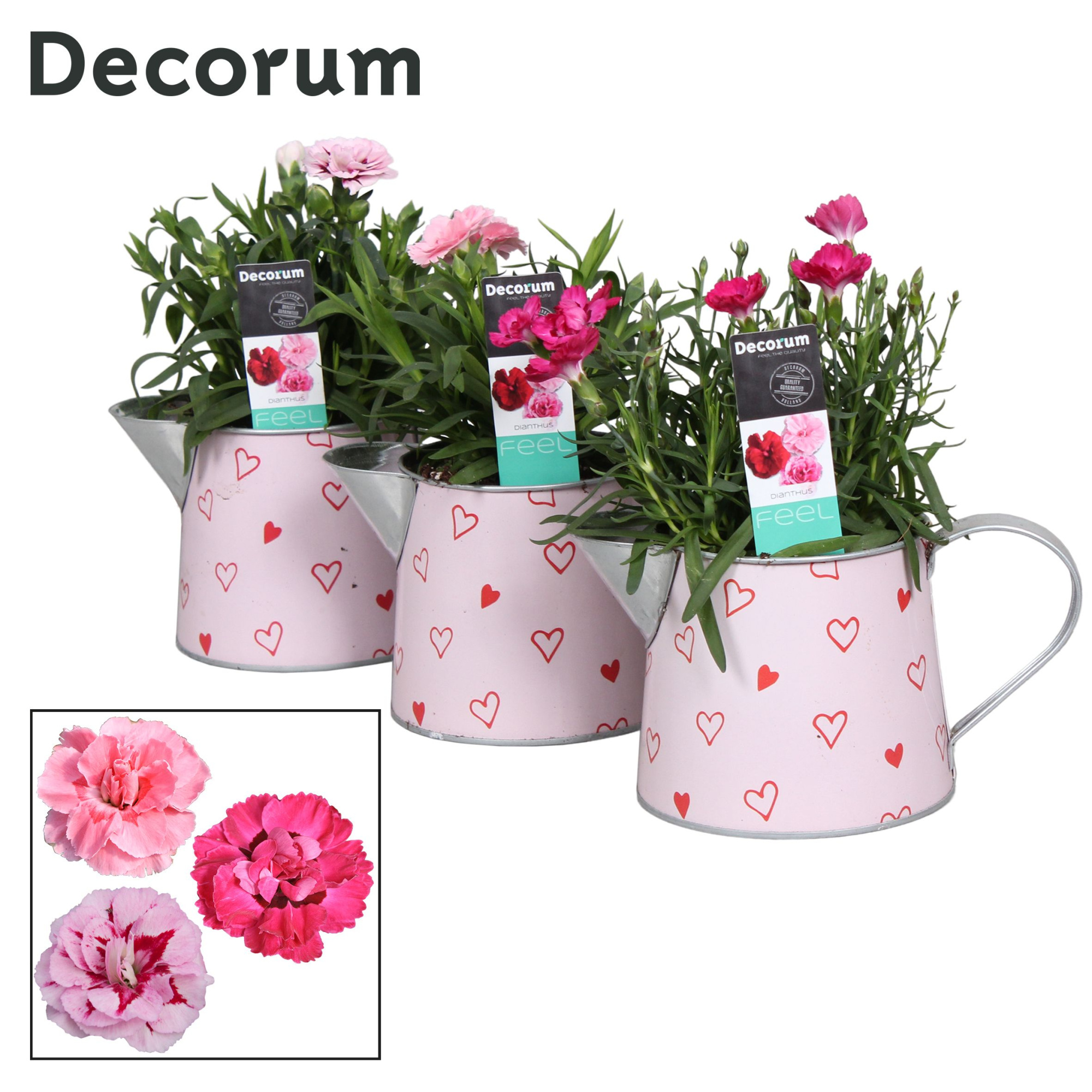 Dianthus - 10,5 cm - Sweet Watering Can - Decorum, D 10,5