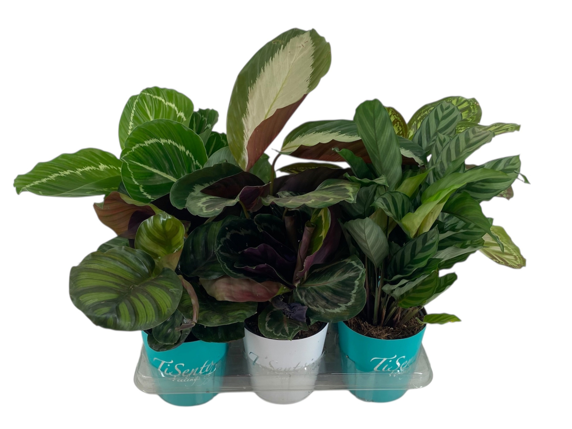 Groenmix 12 cm - Smartcup, D 12