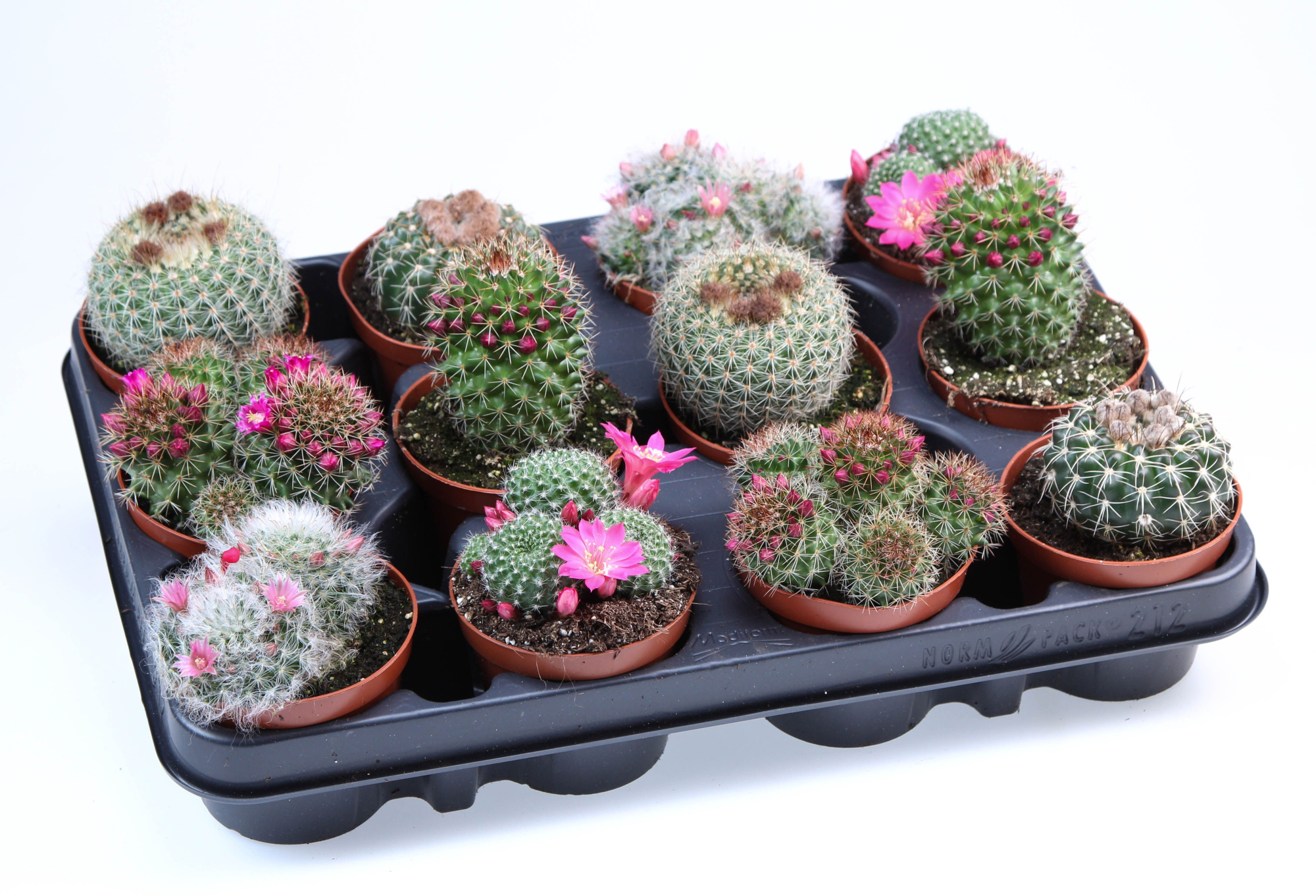 Mammillaria bloei mix, D 8,5