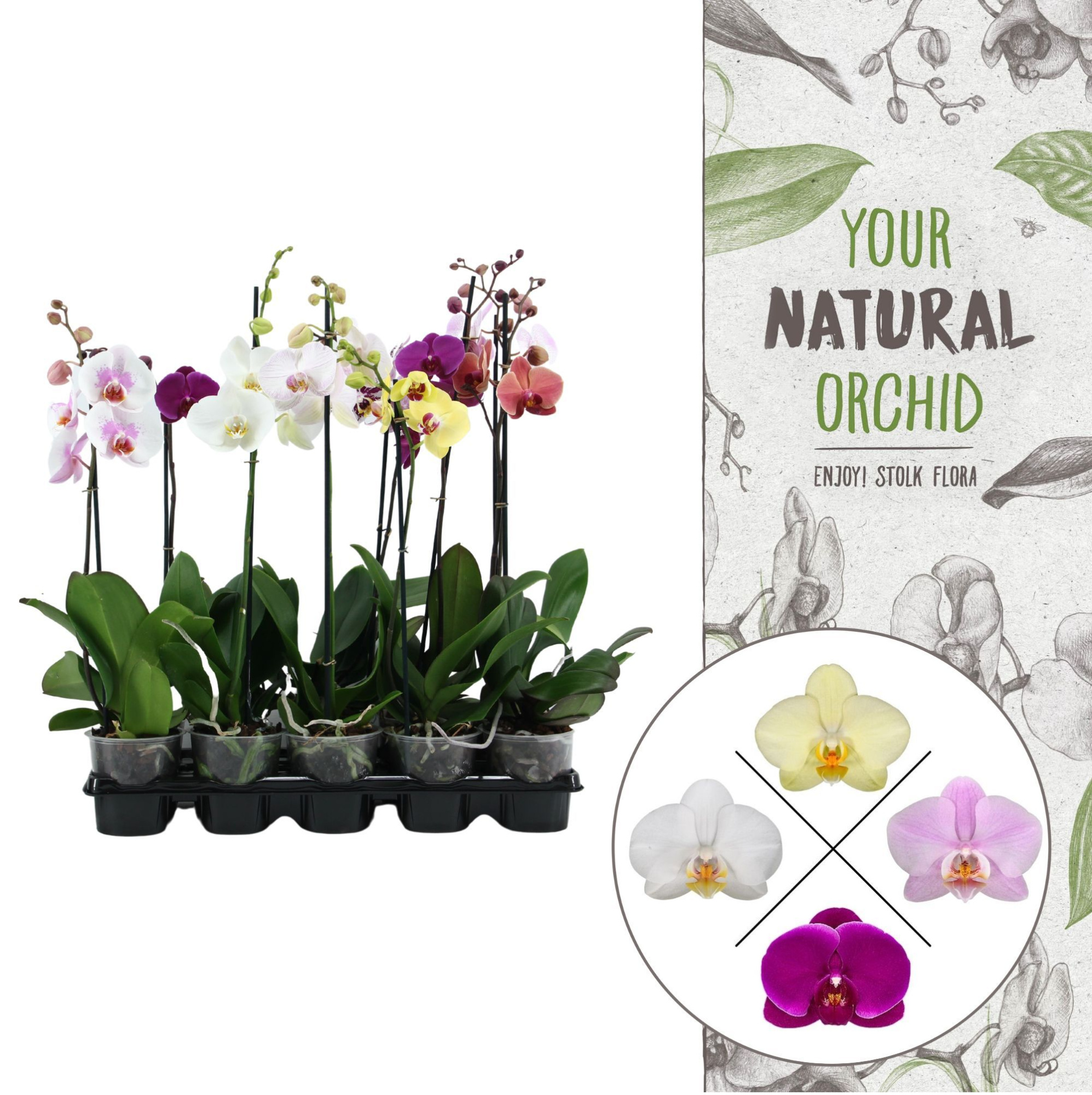 Your Natural Orchid | Mix 65cm | Phalaenopsis 1 spike, D 12