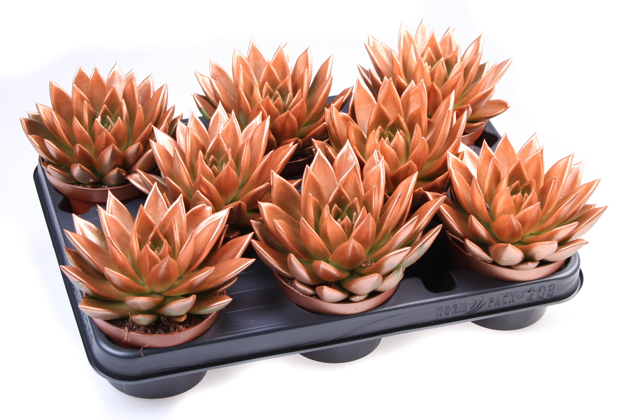 Rainbow bronze, D 10,5