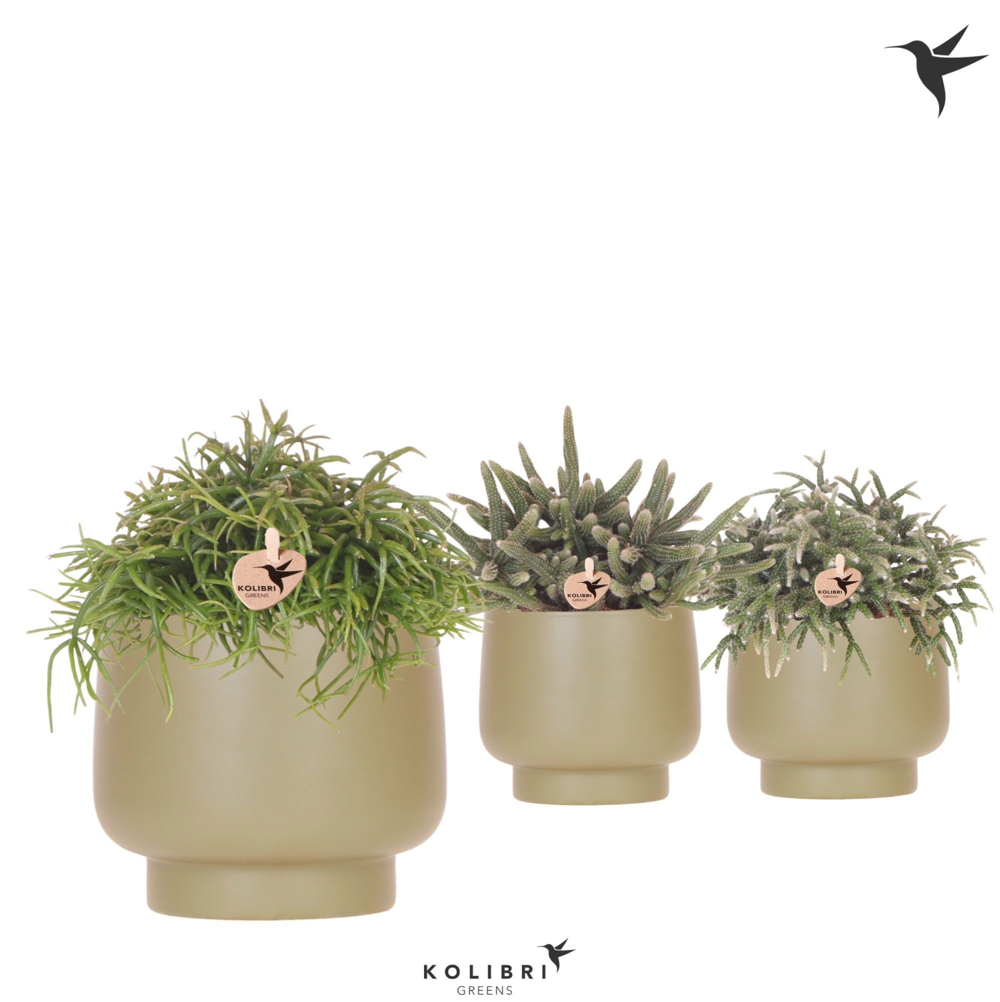 Kolibri Greens Rhipsalis mix in Scandic pot green, D 12