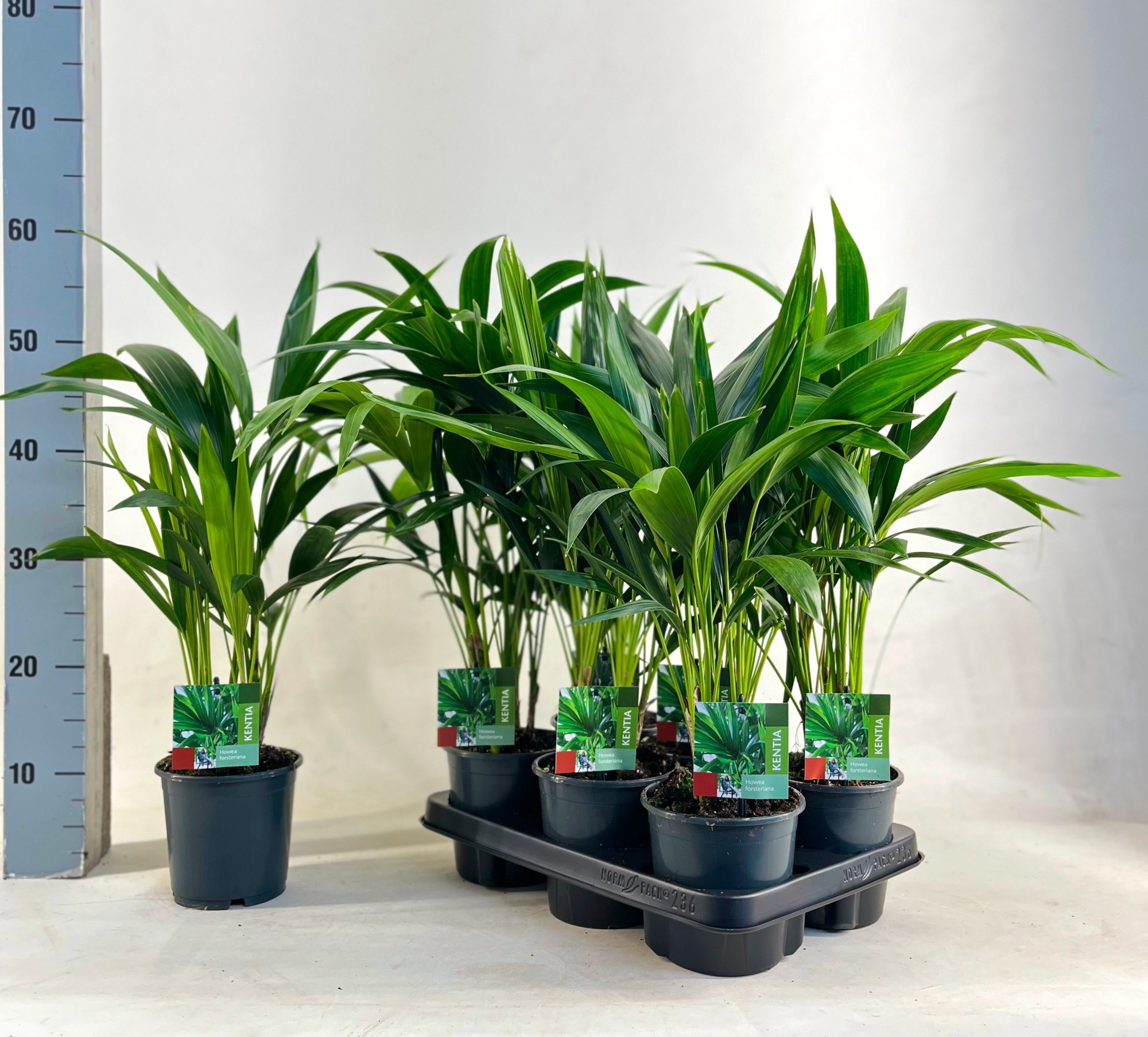 Kentia 13 cm sb 04, D 13