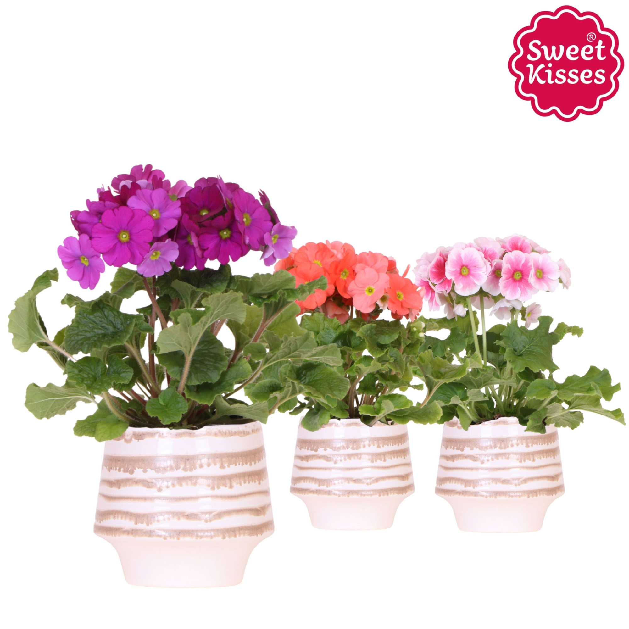 Primula Obconica Sweet Kisses mix in Moonstone pot white, D 12