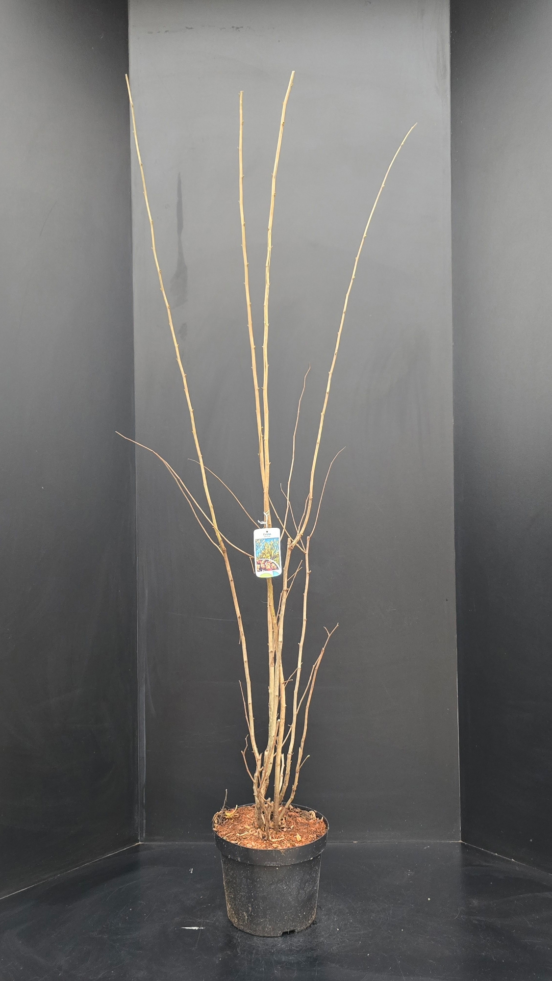 Corylus avellana, D 29